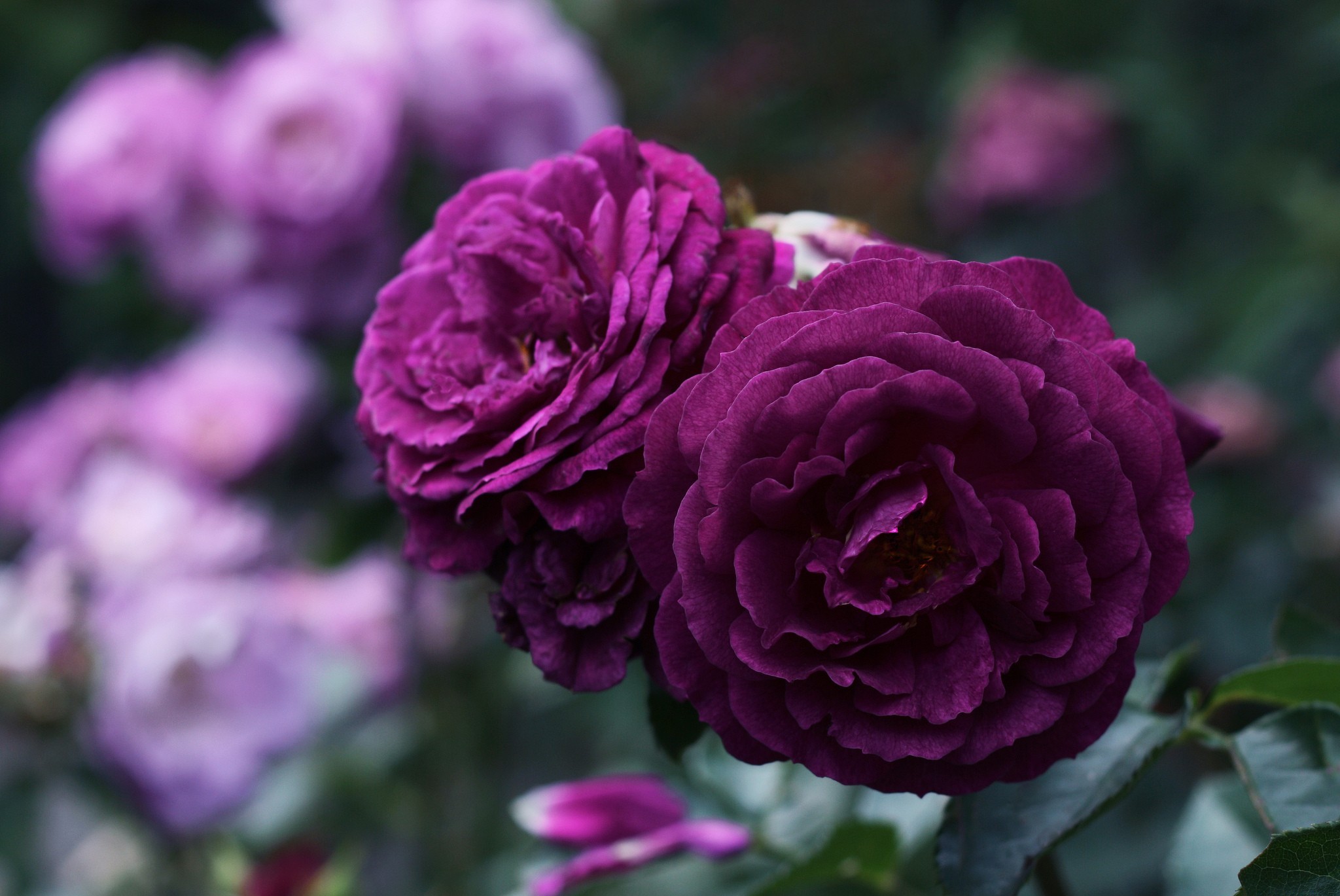 Téléchargez gratuitement l'image Fleurs, Rose, Terre/nature sur le bureau de votre PC