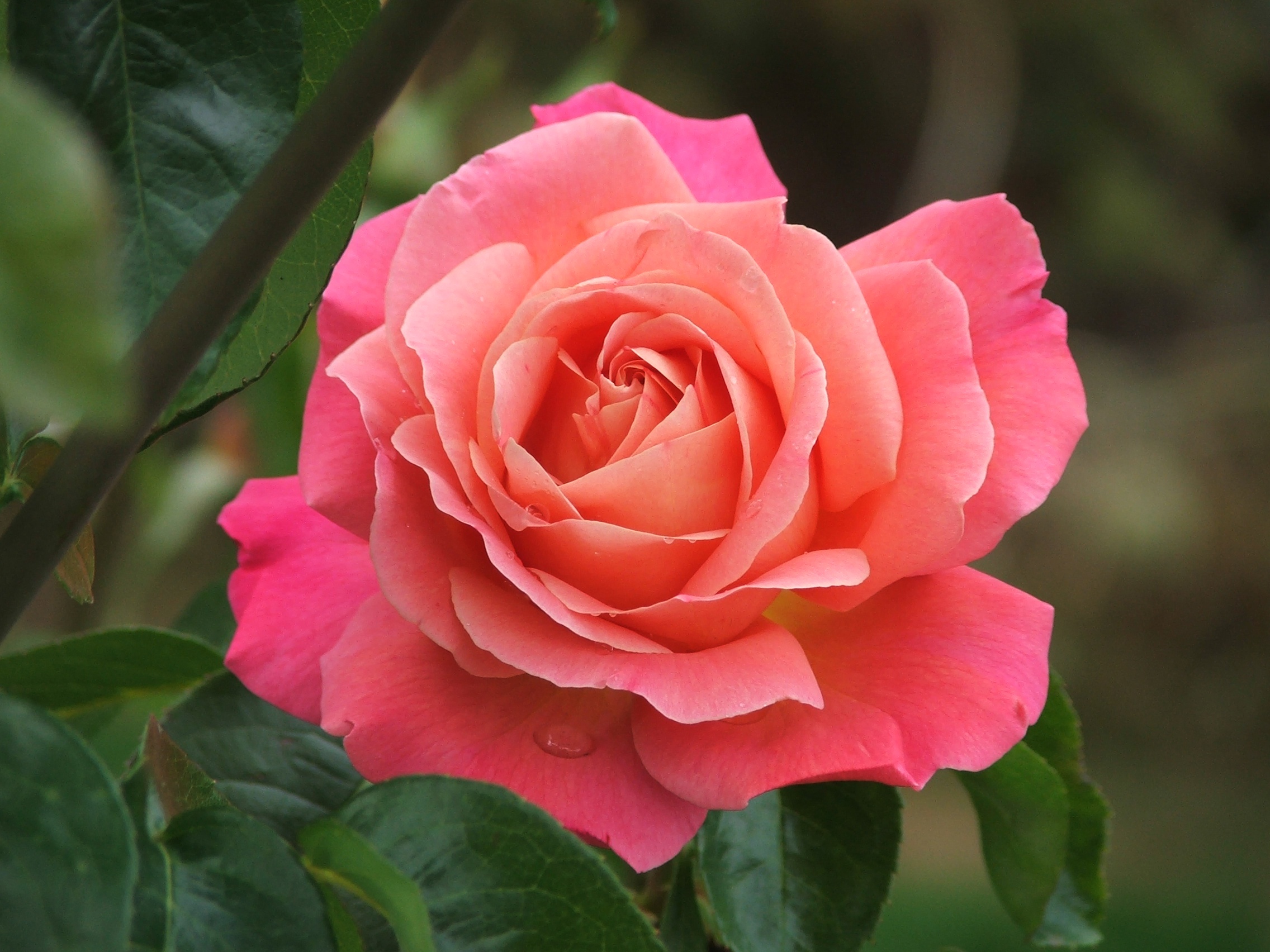 Handy-Wallpaper Blumen, Makro, Rose, Blütenblatt, Erde/natur, Pinke Blume, Pinke Rose kostenlos herunterladen.