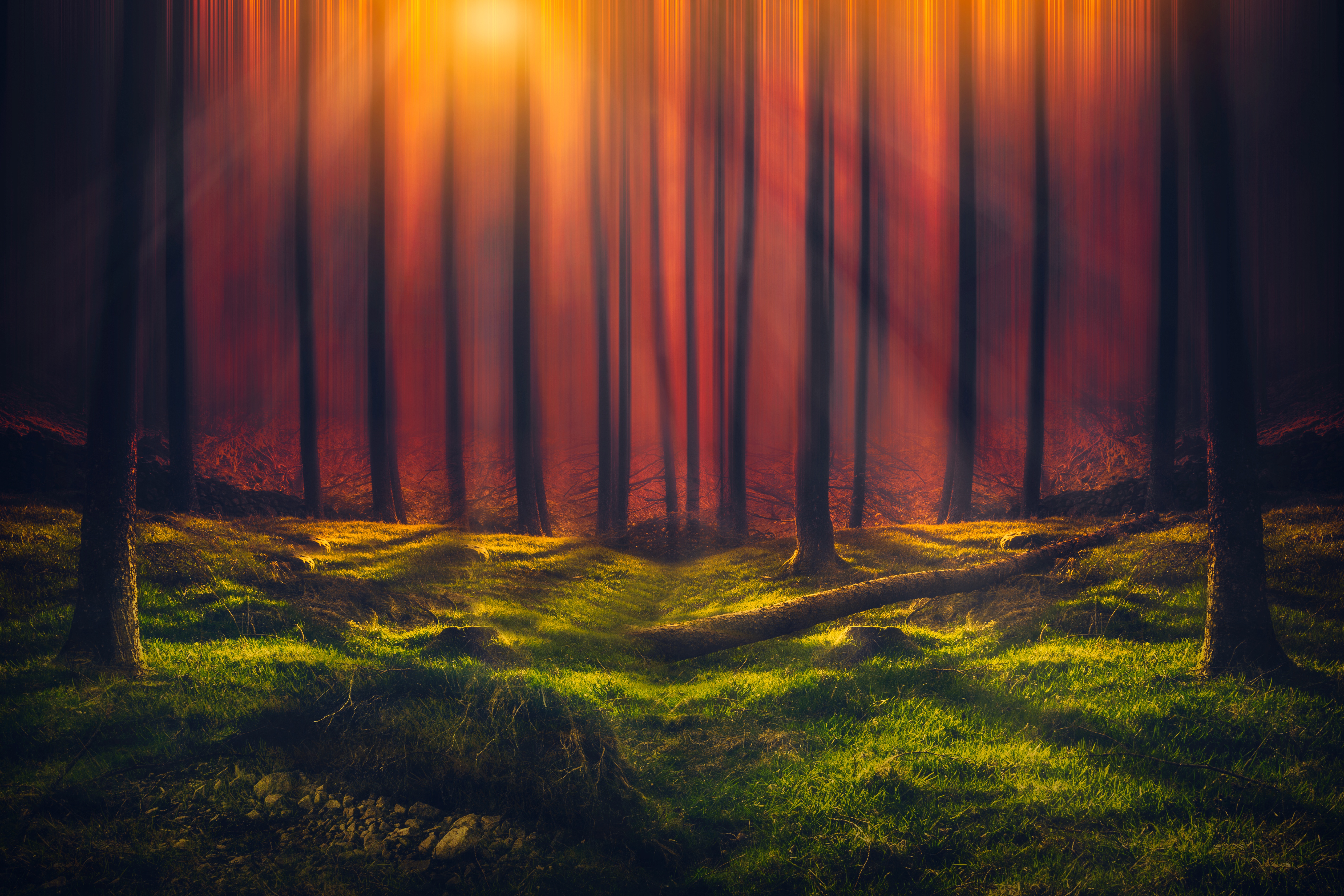 Free download wallpaper Nature, Grass, Forest, Earth, Sunbeam on your PC desktop