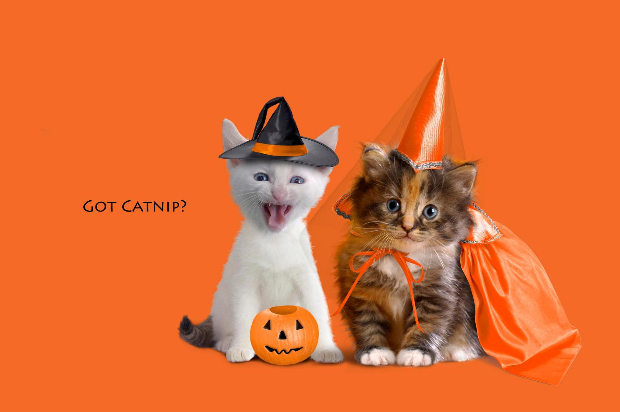 779110 скачать обои котенок, праздничные, хэллоуин, фонарь джека, тыква - заставки и картинки бесплатно