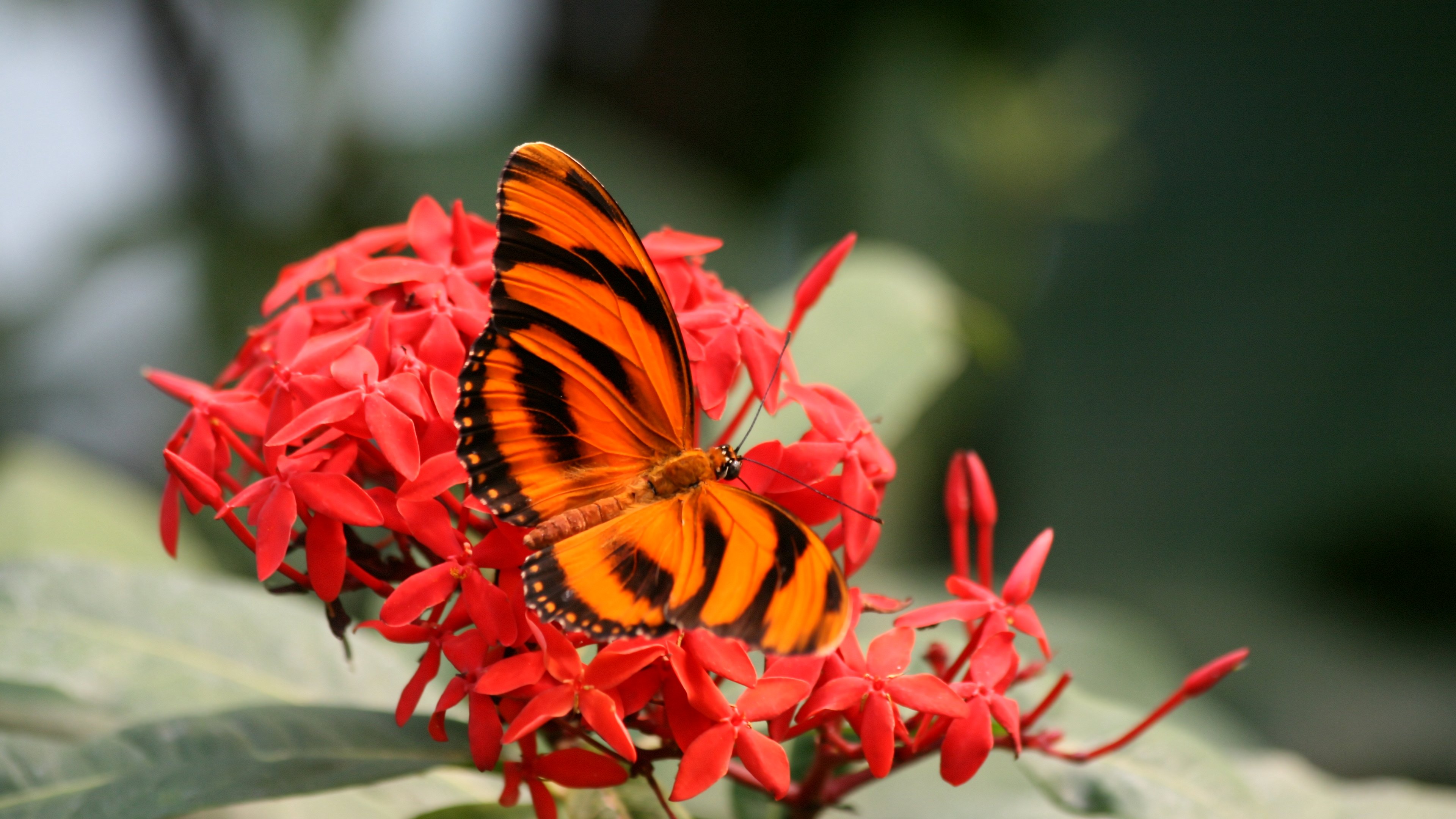 Descarga gratis la imagen Animales, Flor, Mariposa, Color Naranja) en el escritorio de tu PC