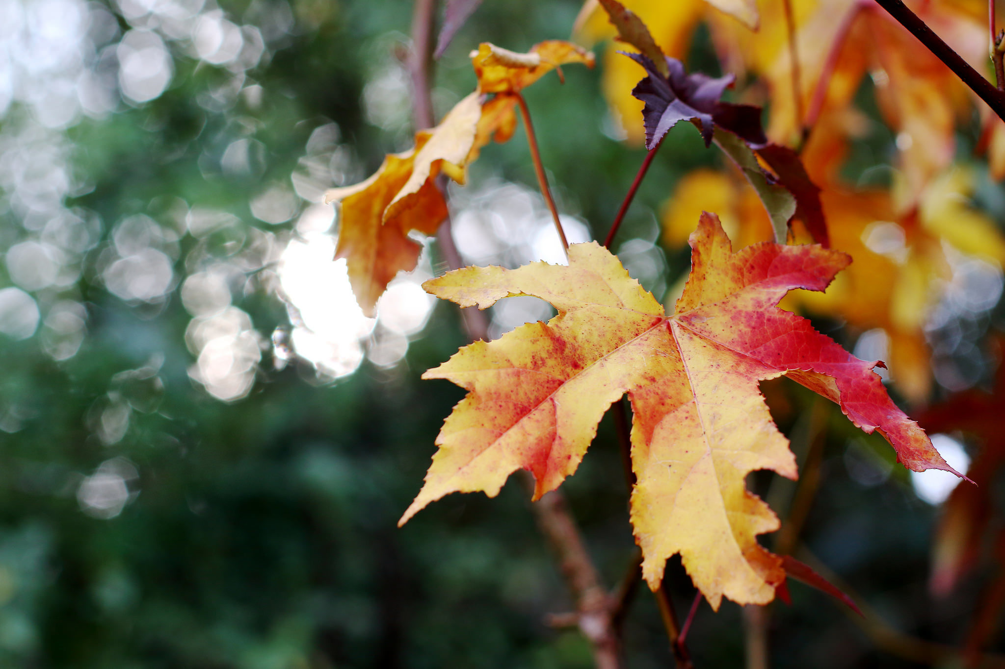 Free download wallpaper Nature, Close Up, Leaf, Fall, Earth, Bokeh on your PC desktop