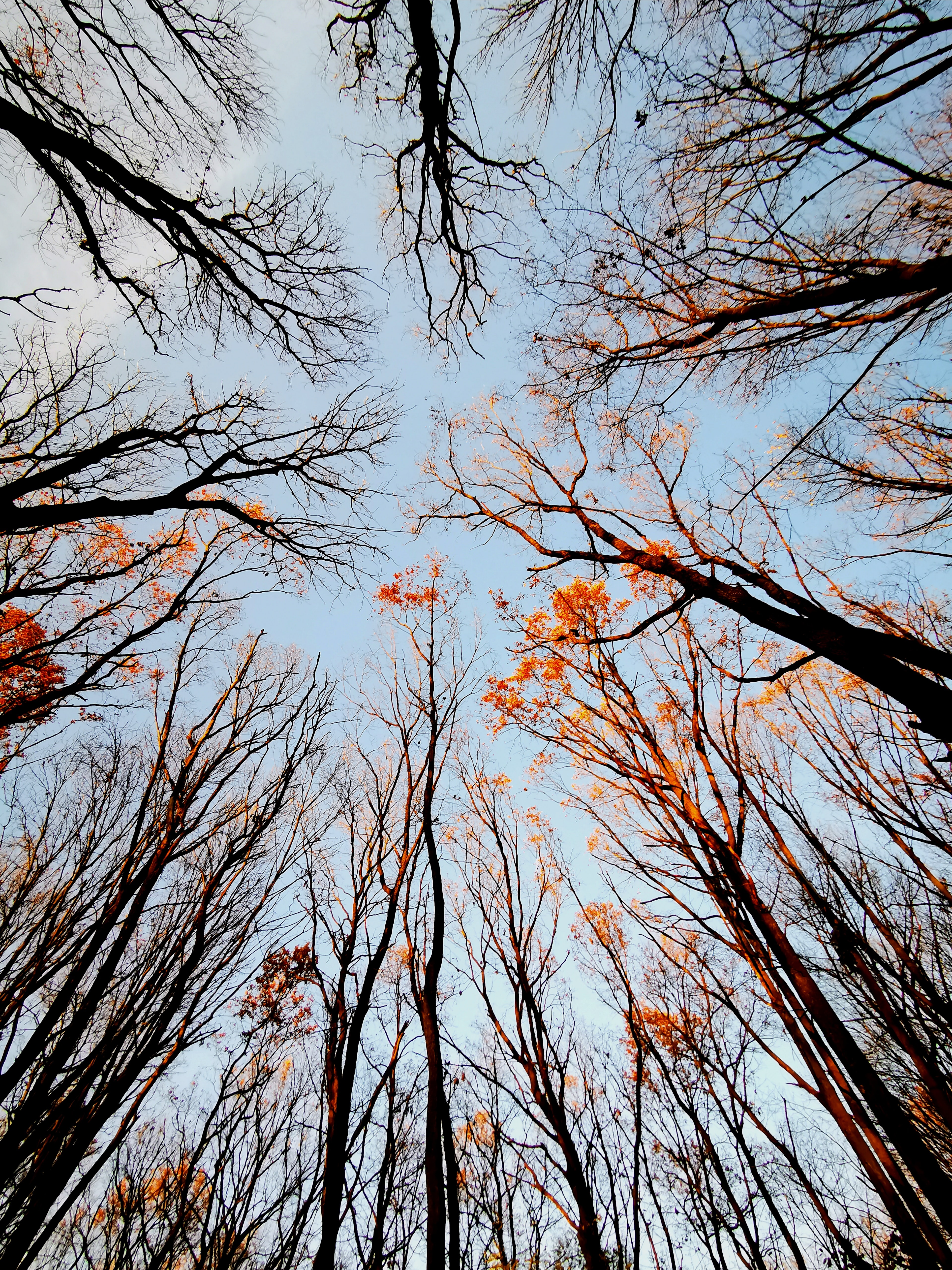 Free download wallpaper Nature, Trees, Sky, Branches, Bottom View, Forest on your PC desktop