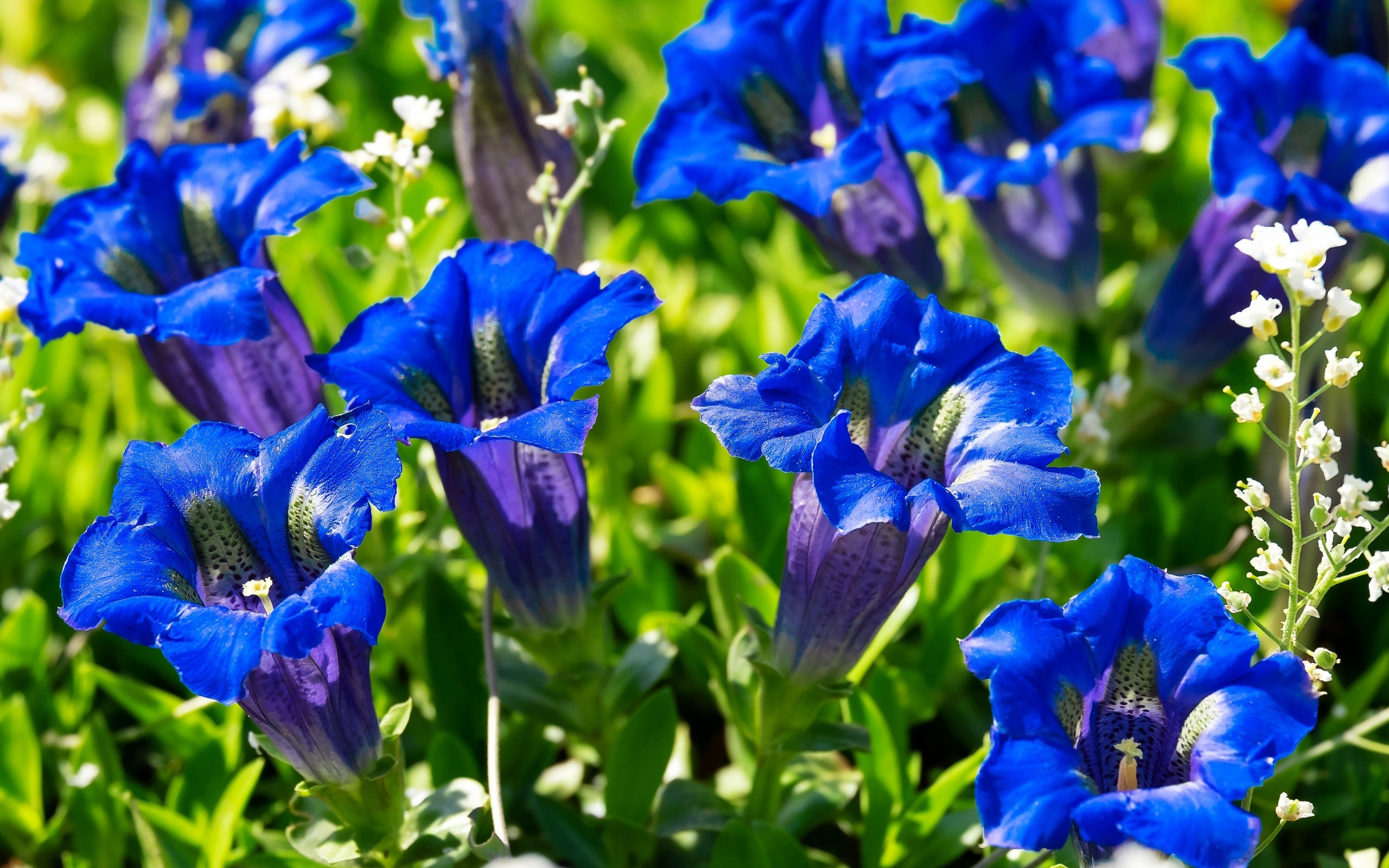 Free download wallpaper Flowers, Flower, Earth, Blue Flower on your PC desktop
