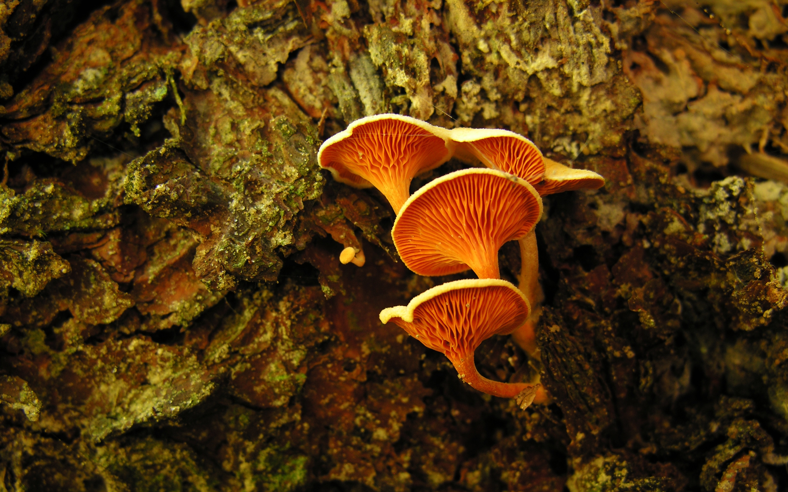 Téléchargez des papiers peints mobile Champignon, Terre/nature gratuitement.