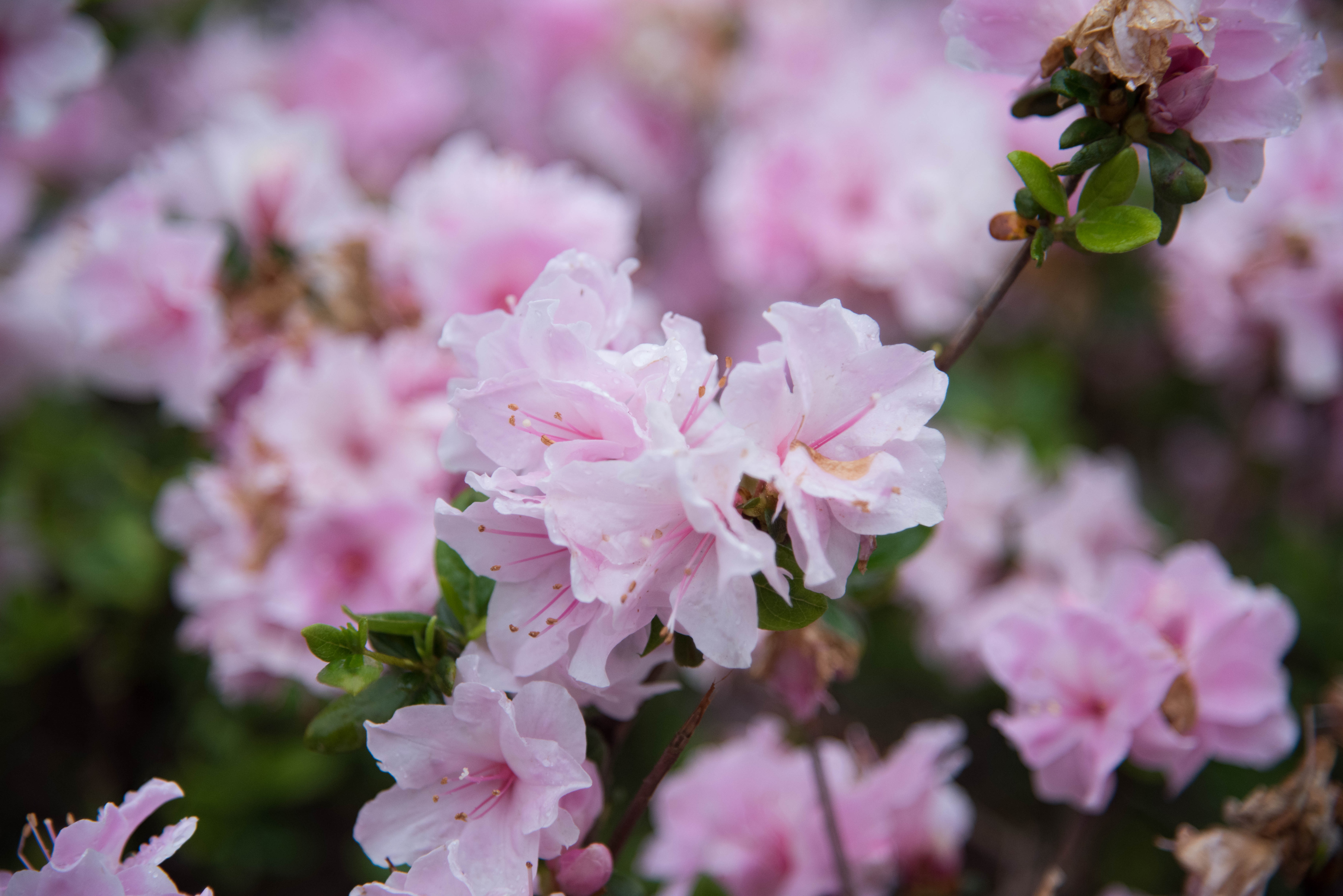 Descarga gratis la imagen Drops, Floración, Florecer, Rama, Primavera, Flores en el escritorio de tu PC