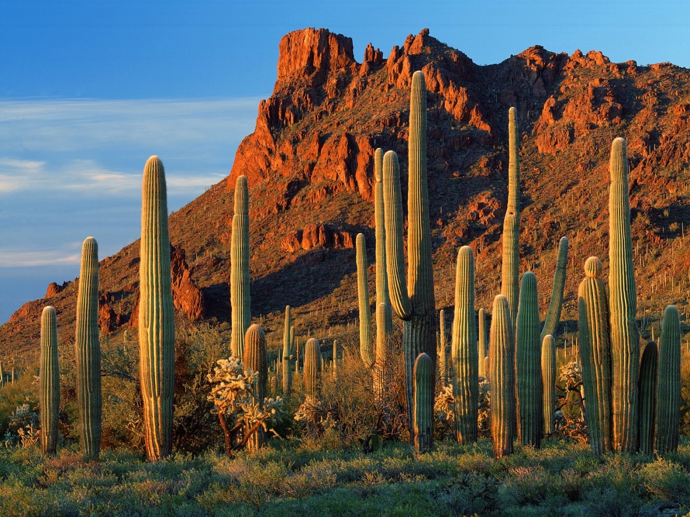 Descarga gratuita de fondo de pantalla para móvil de Cactus, Montañas, Paisaje.