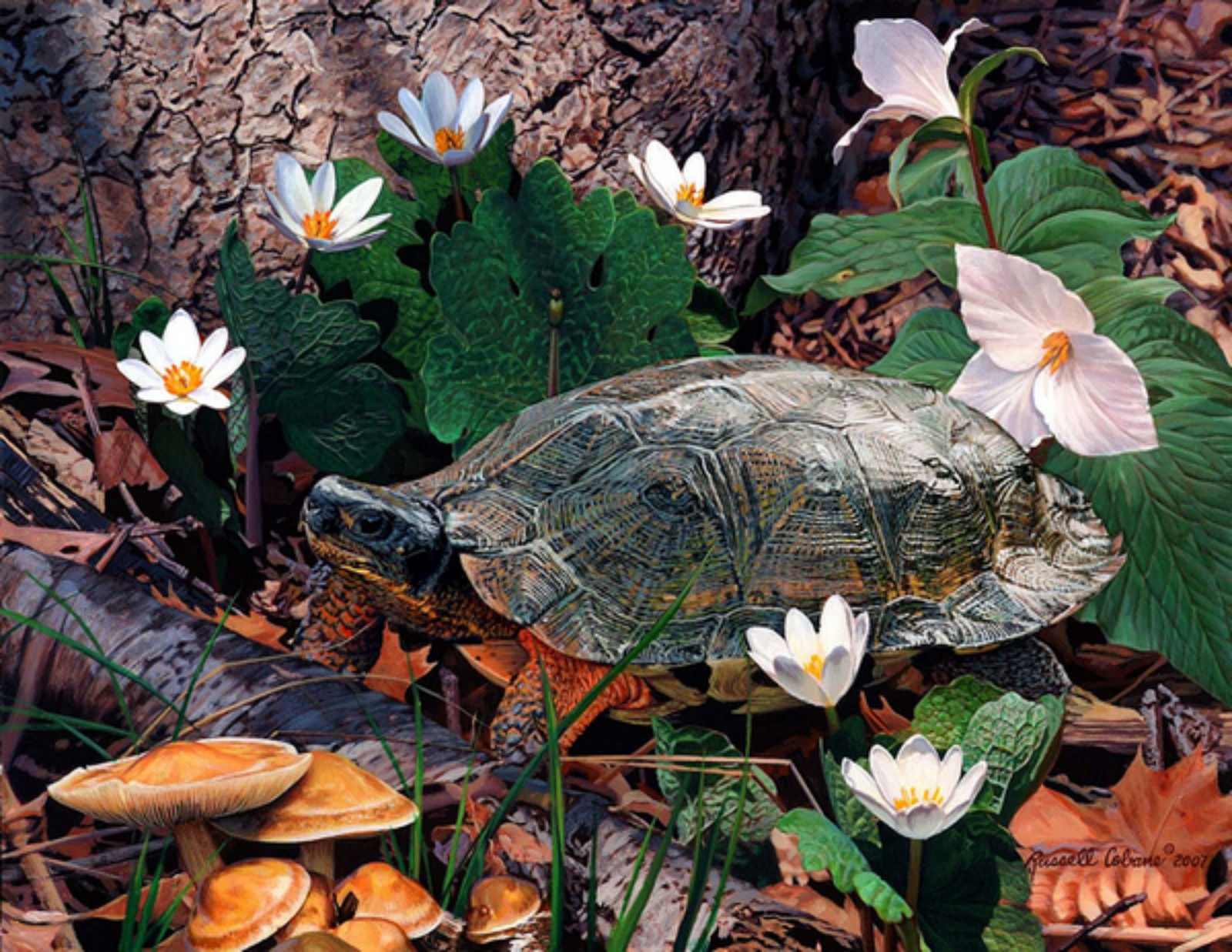180599 Bild herunterladen tiere, schildkröte, schildkröten - Hintergrundbilder und Bildschirmschoner kostenlos