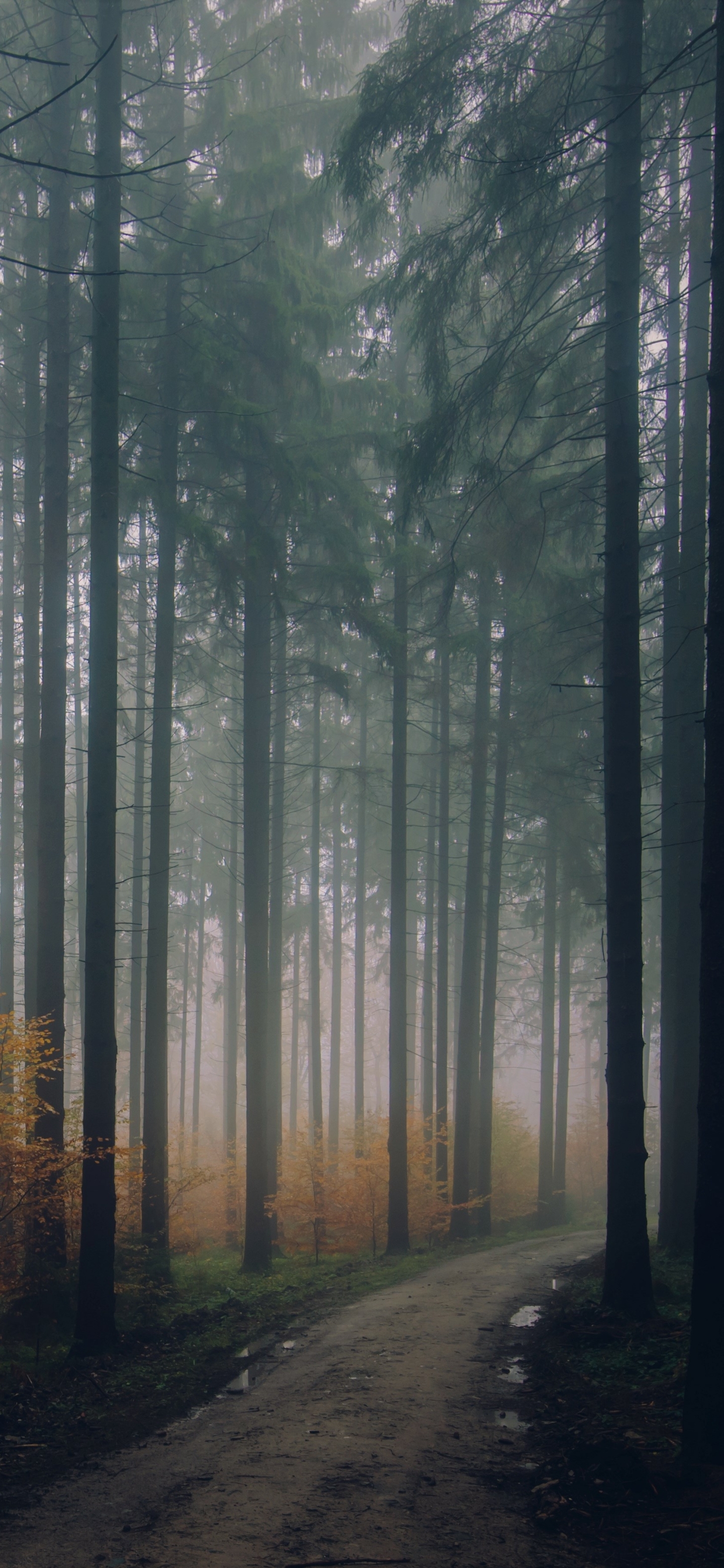 Download mobile wallpaper Nature, Forest, Earth, Path for free.