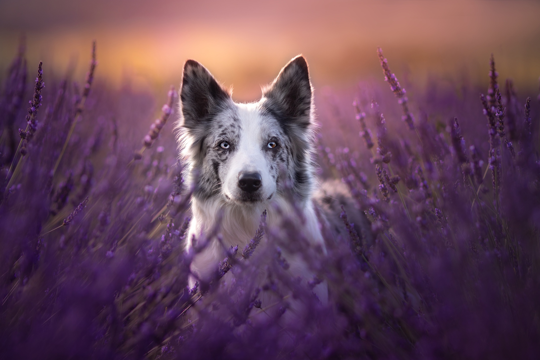PCデスクトップに動物, 犬, ラベンダー, ボーダーコリー, 紫色の花画像を無料でダウンロード