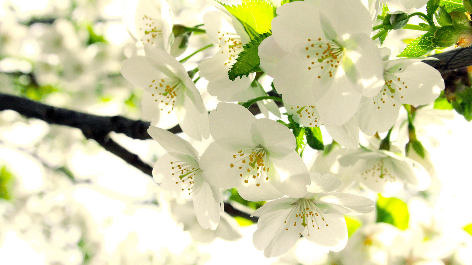 Free download wallpaper Flowers, Earth, Blossom on your PC desktop