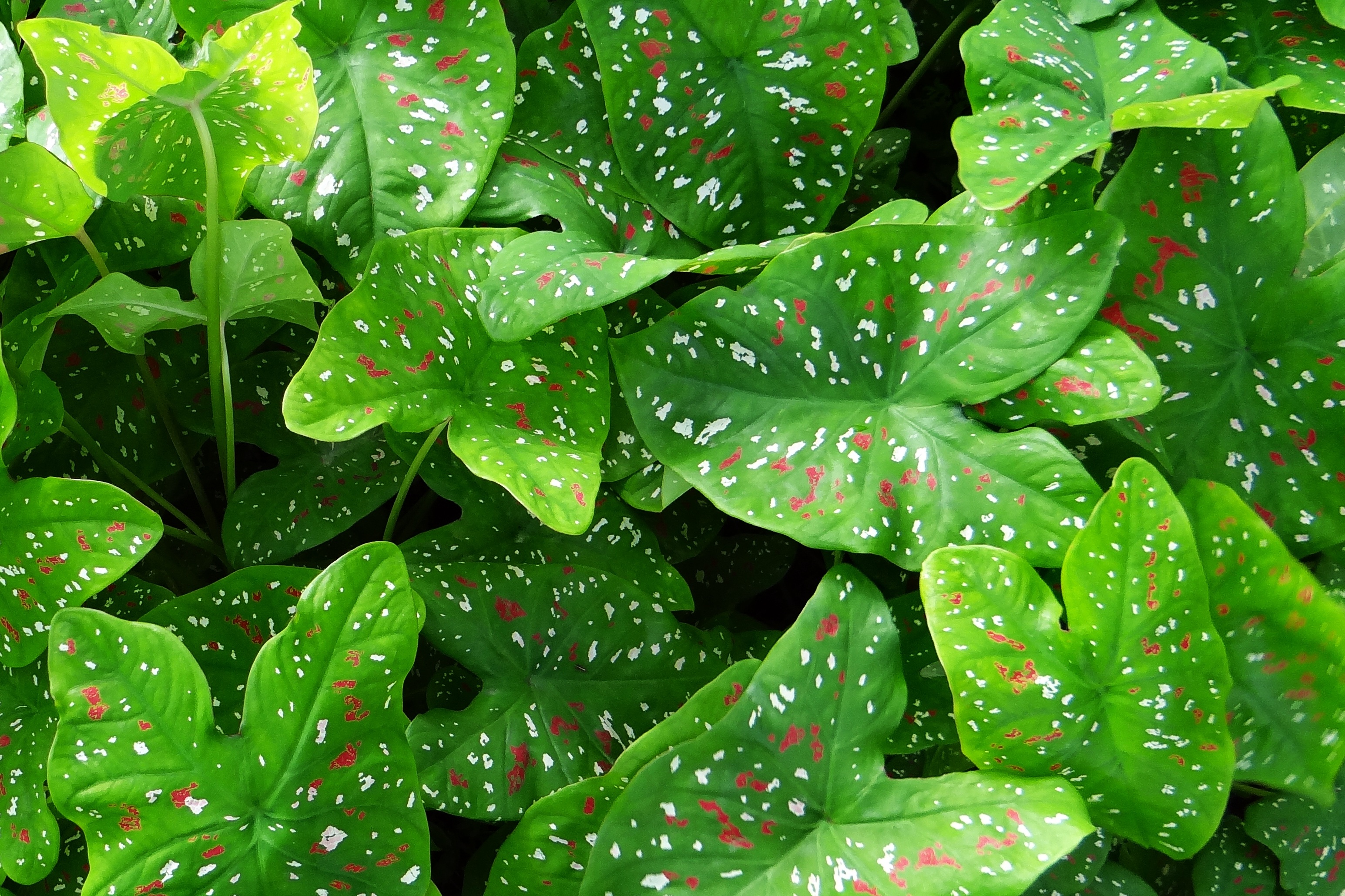 Free download wallpaper Nature, Plant, Caladium, Kaladium, Leaves on your PC desktop