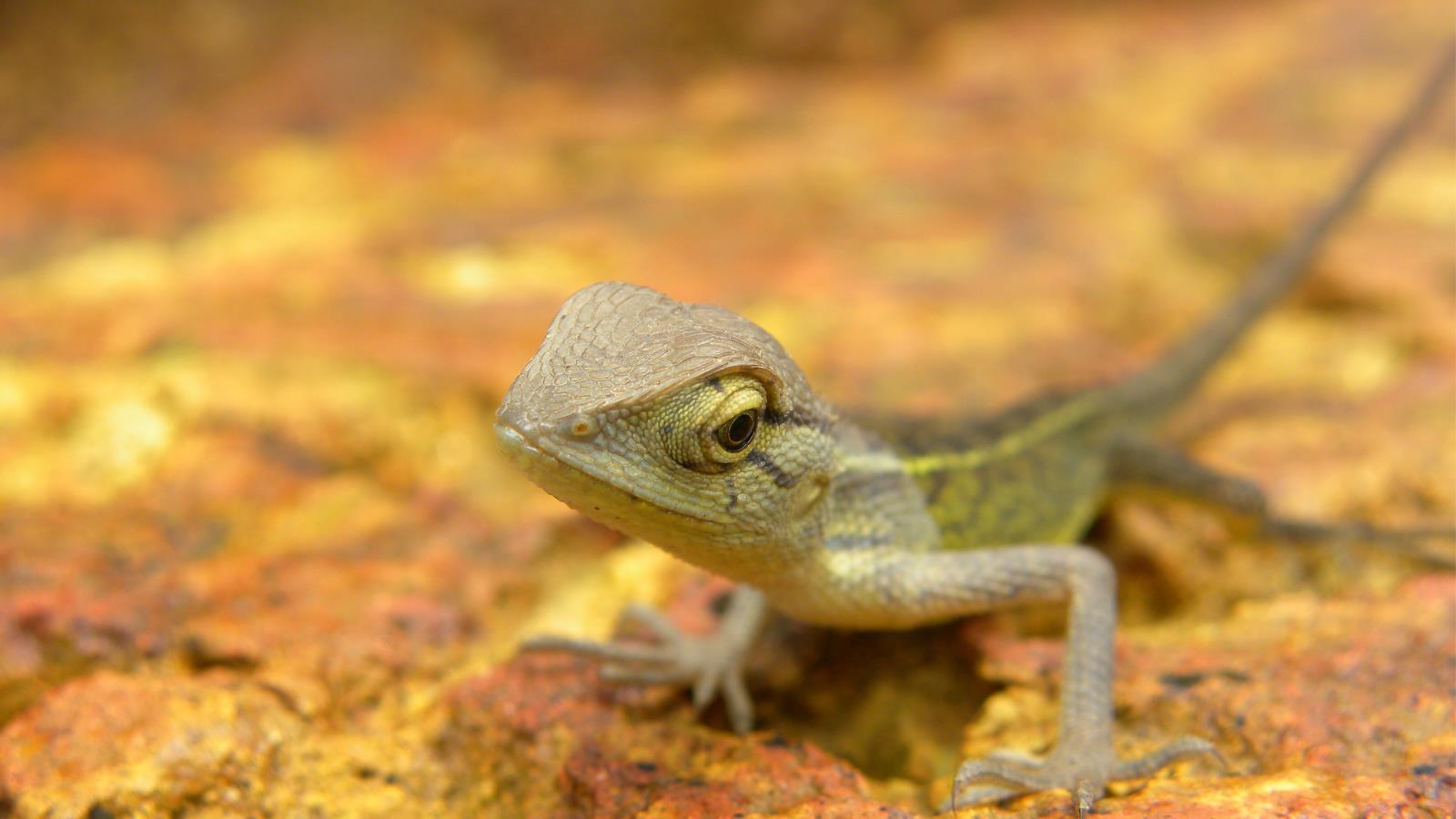 Download mobile wallpaper Lizard, Reptiles, Animal for free.