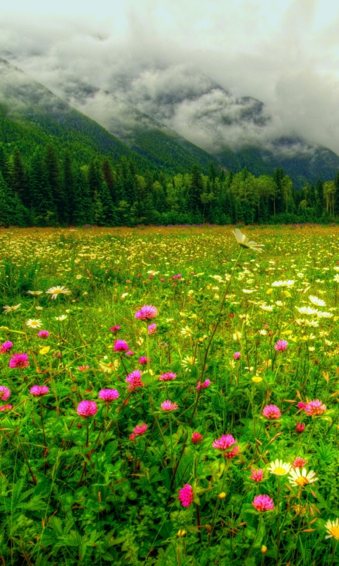 Descarga gratuita de fondo de pantalla para móvil de Flores, Cielo, Flor, Tierra, Campo, Nube, Tierra/naturaleza.