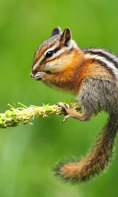 Download mobile wallpaper Animal, Chipmunk for free.