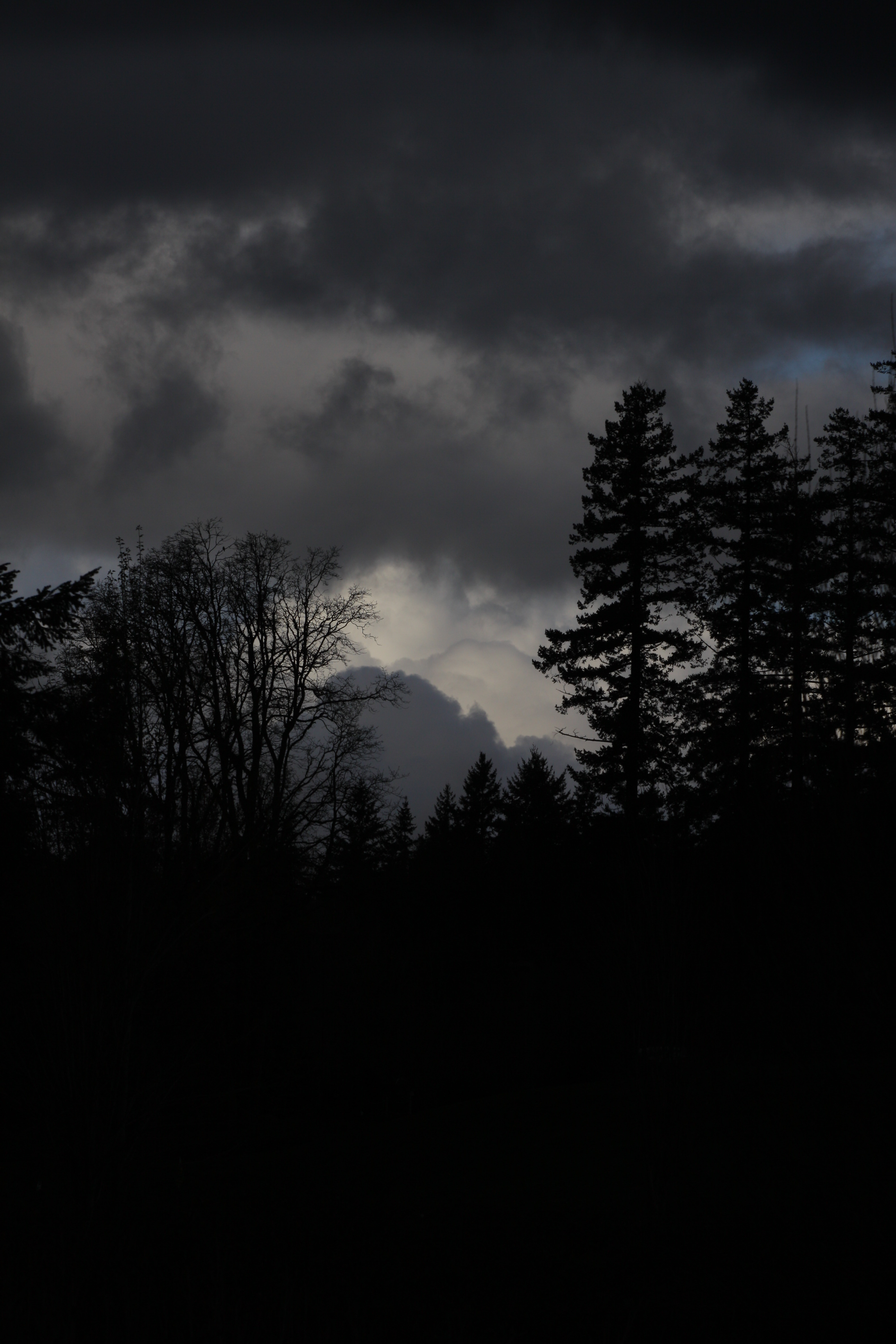 Free download wallpaper Nature, Dark, Forest, Gloomy on your PC desktop