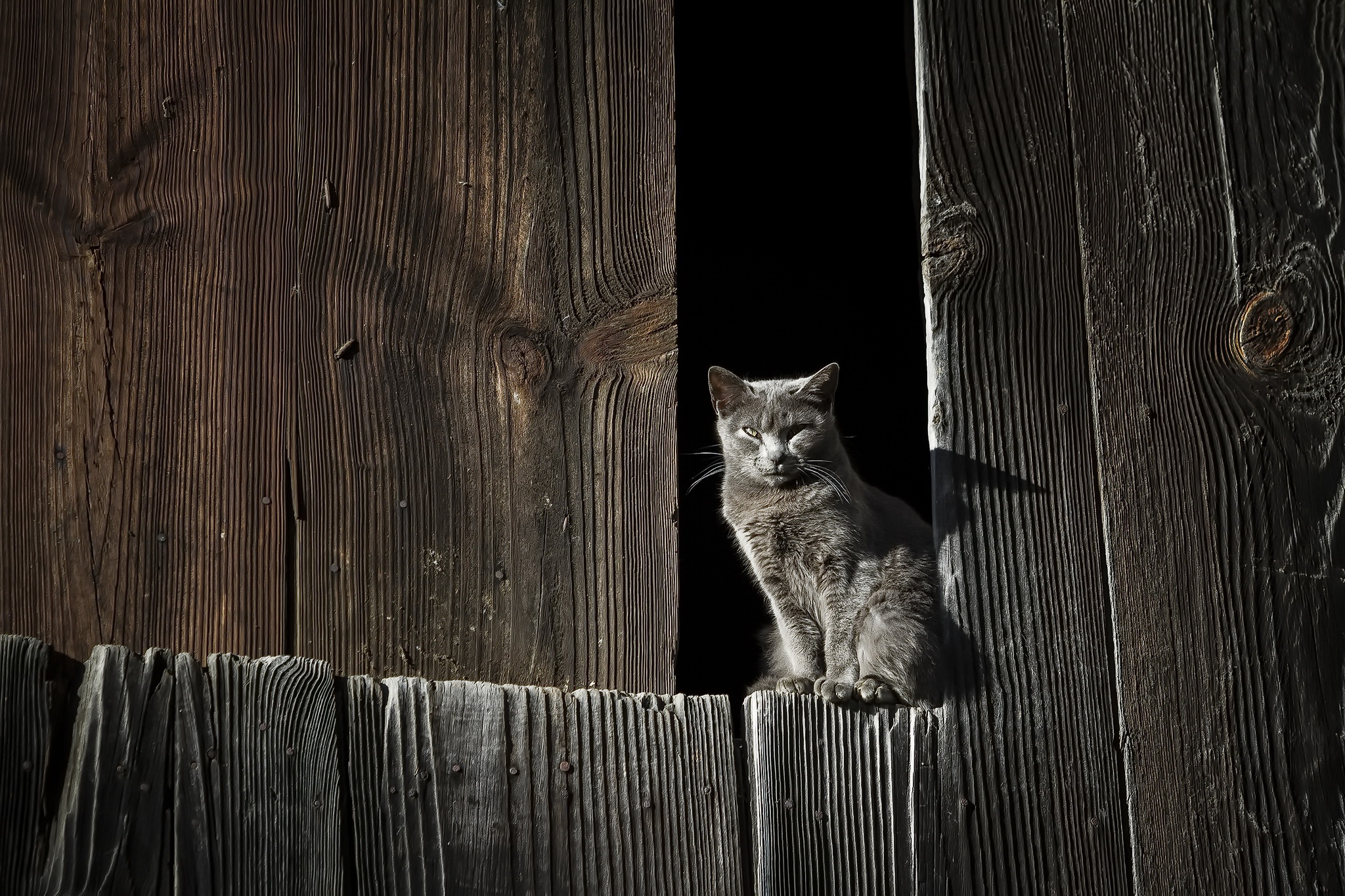 Baixe gratuitamente a imagem Animais, Gatos, Gato, Olhar Fixamente na área de trabalho do seu PC