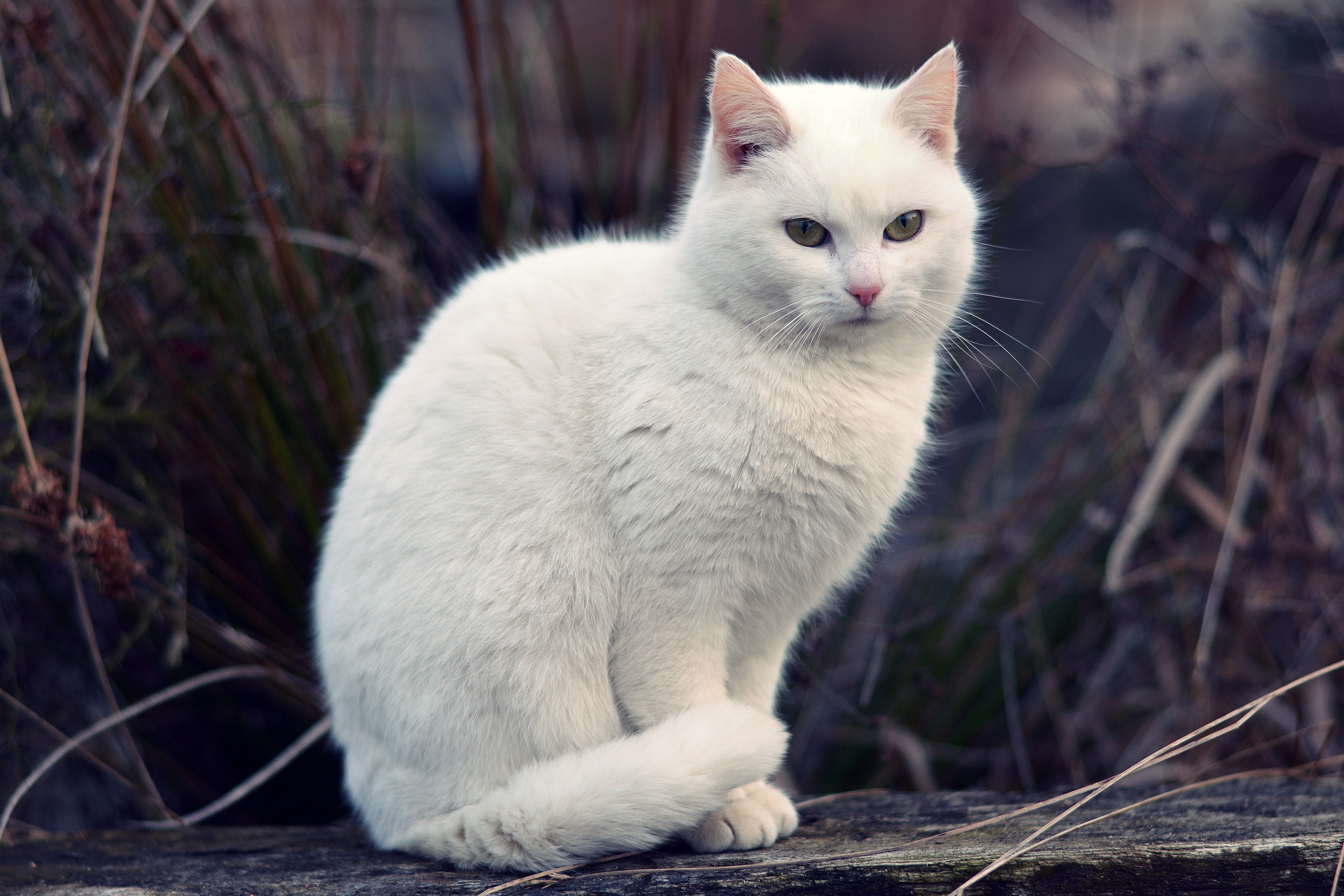 Baixar papel de parede para celular de Gato, Gatos, Animais gratuito.