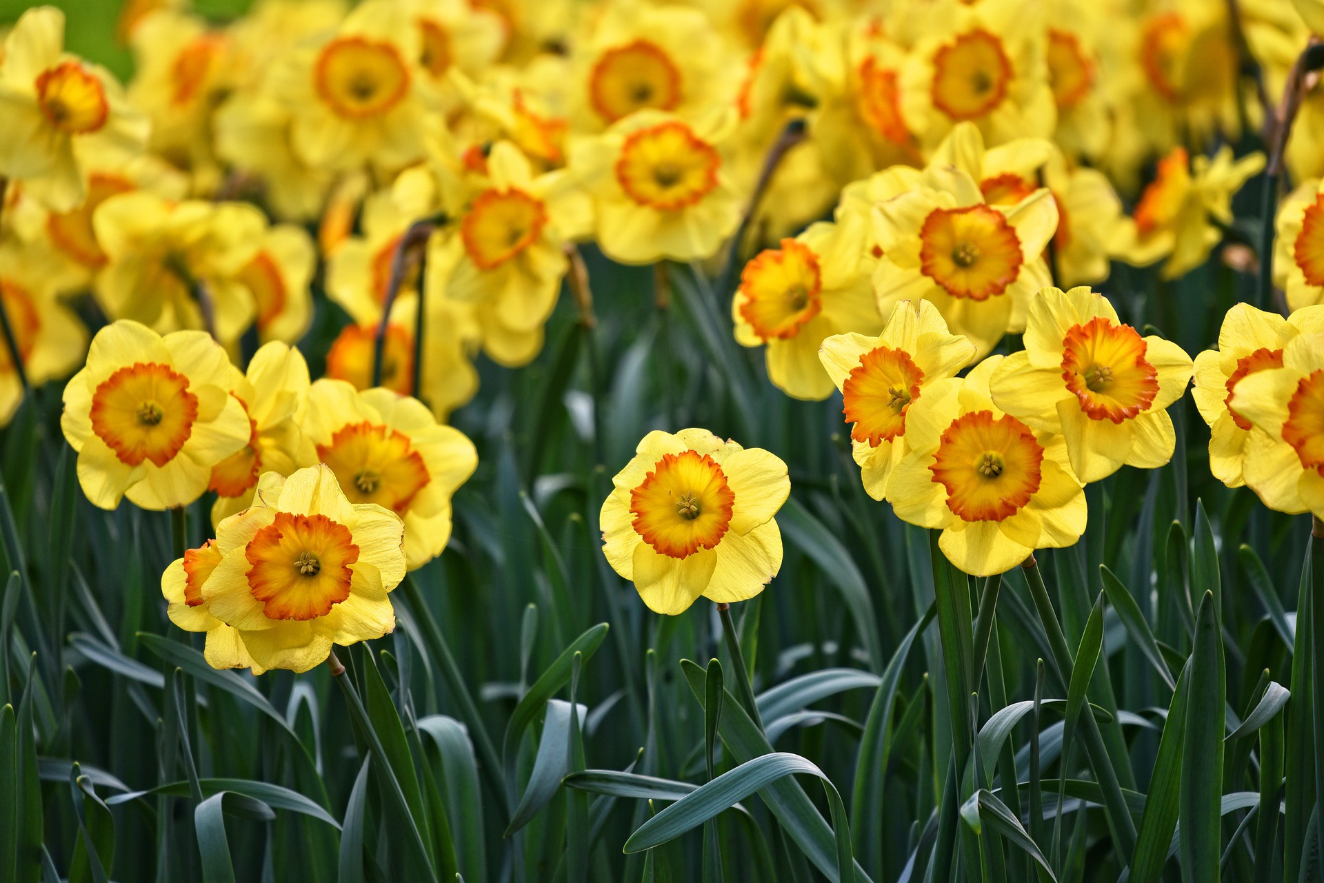 無料モバイル壁紙フラワーズ, 水仙, 花, 地球, 黄色い花をダウンロードします。
