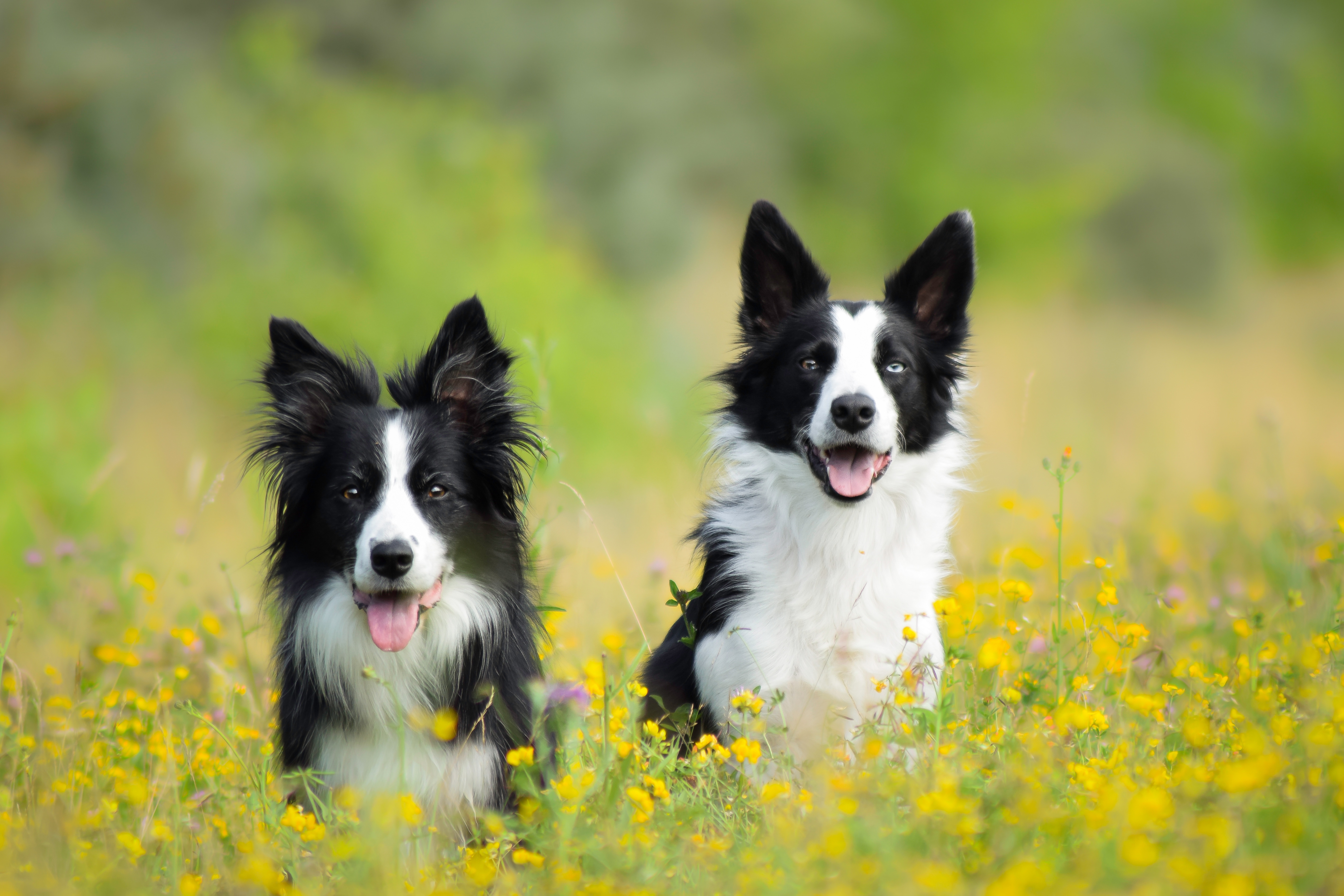 Download mobile wallpaper Dogs, Summer, Dog, Animal, Border Collie, Yellow Flower, Depth Of Field for free.