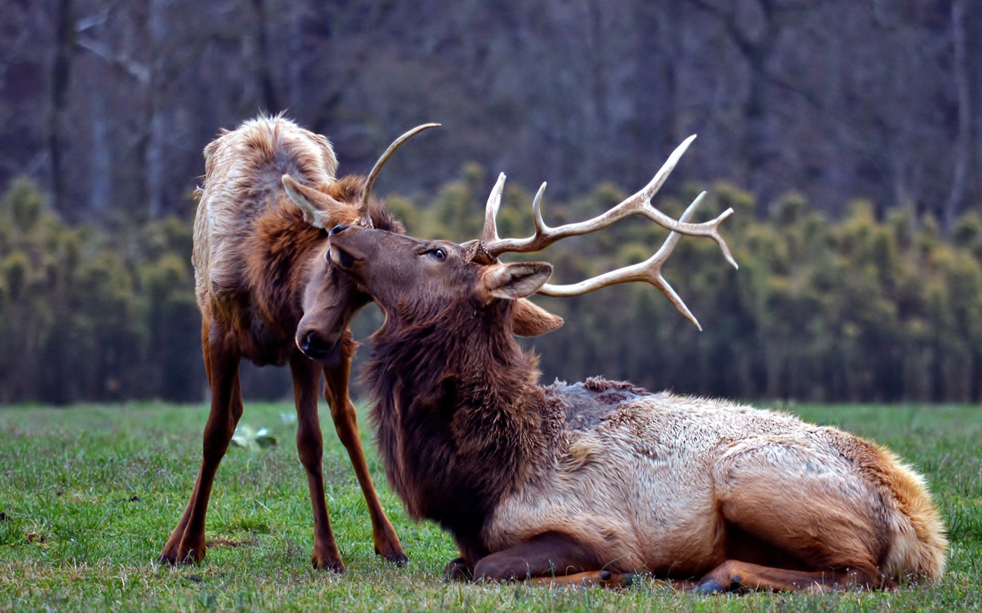 Handy-Wallpaper Tiere, Hirsch kostenlos herunterladen.