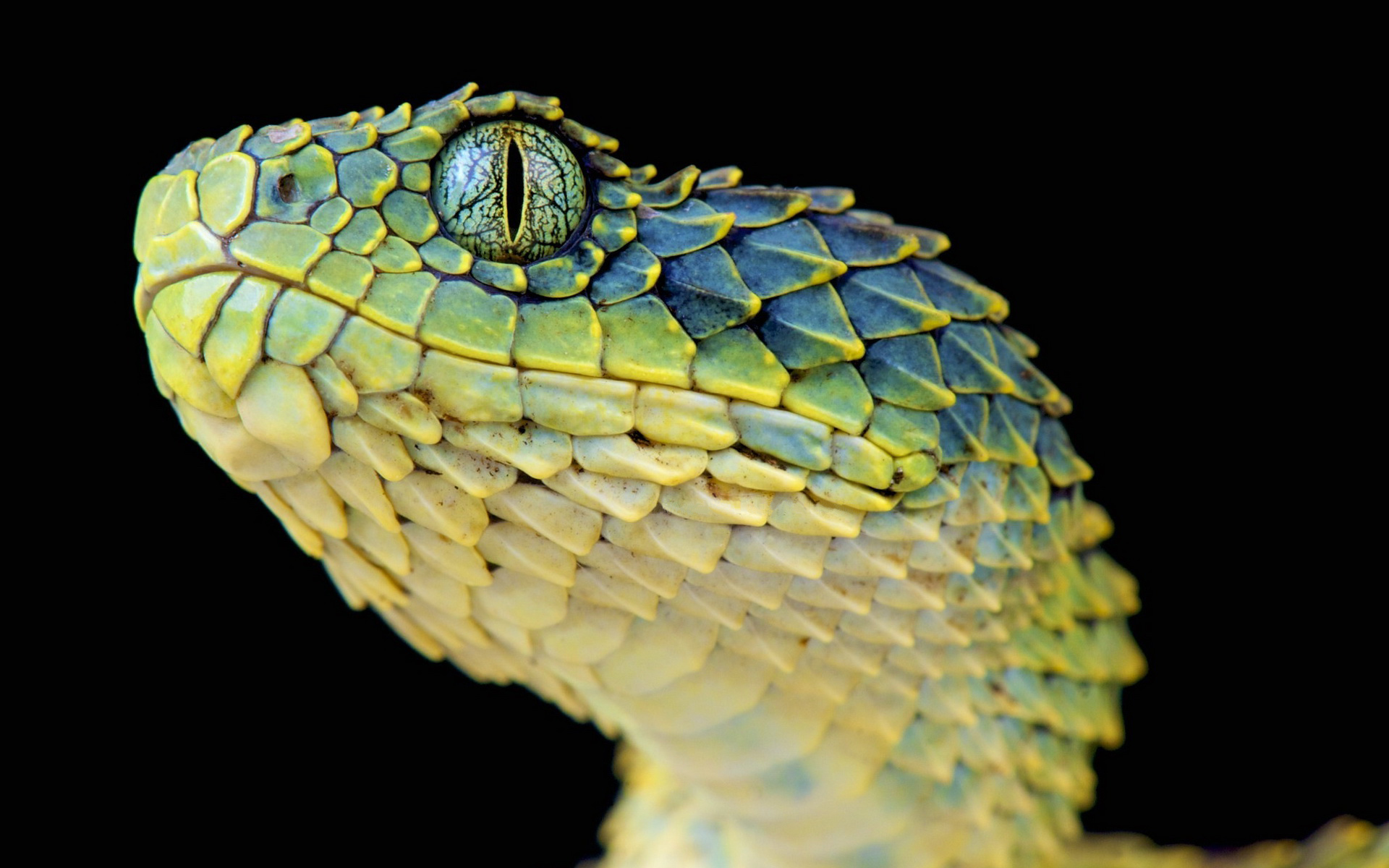 Descarga gratuita de fondo de pantalla para móvil de Víbora, Serpiente, Reptiles, Animales.