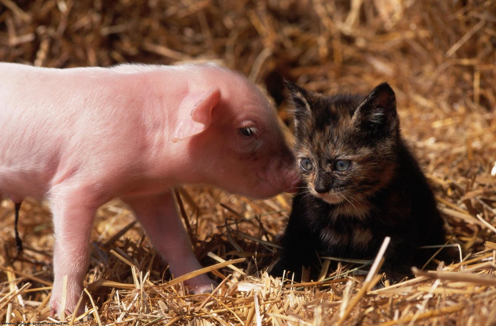 animals, friendship, young, kitty, kitten, cubs, pig