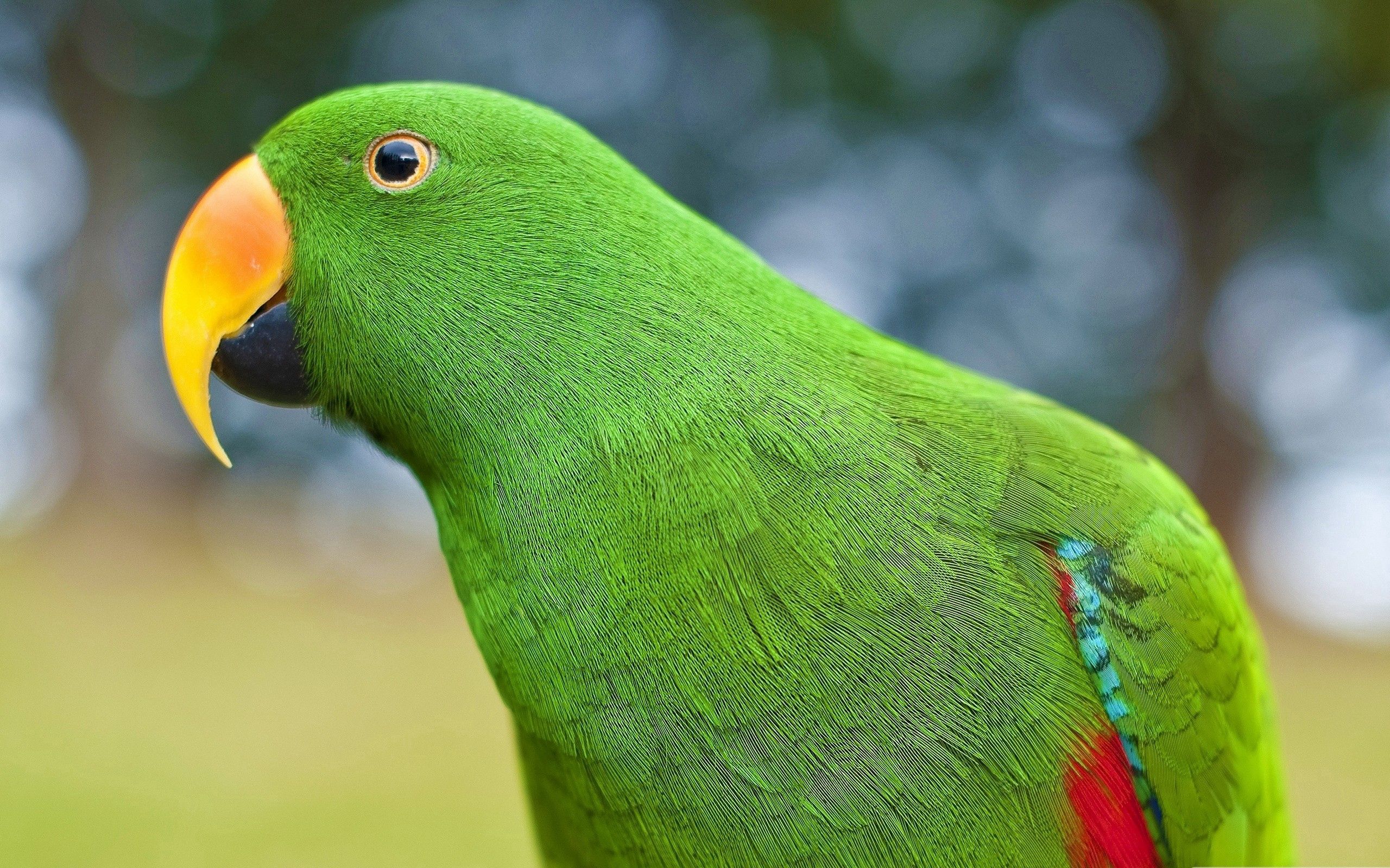 Download mobile wallpaper Animals, Bird, Beak, Parrots for free.