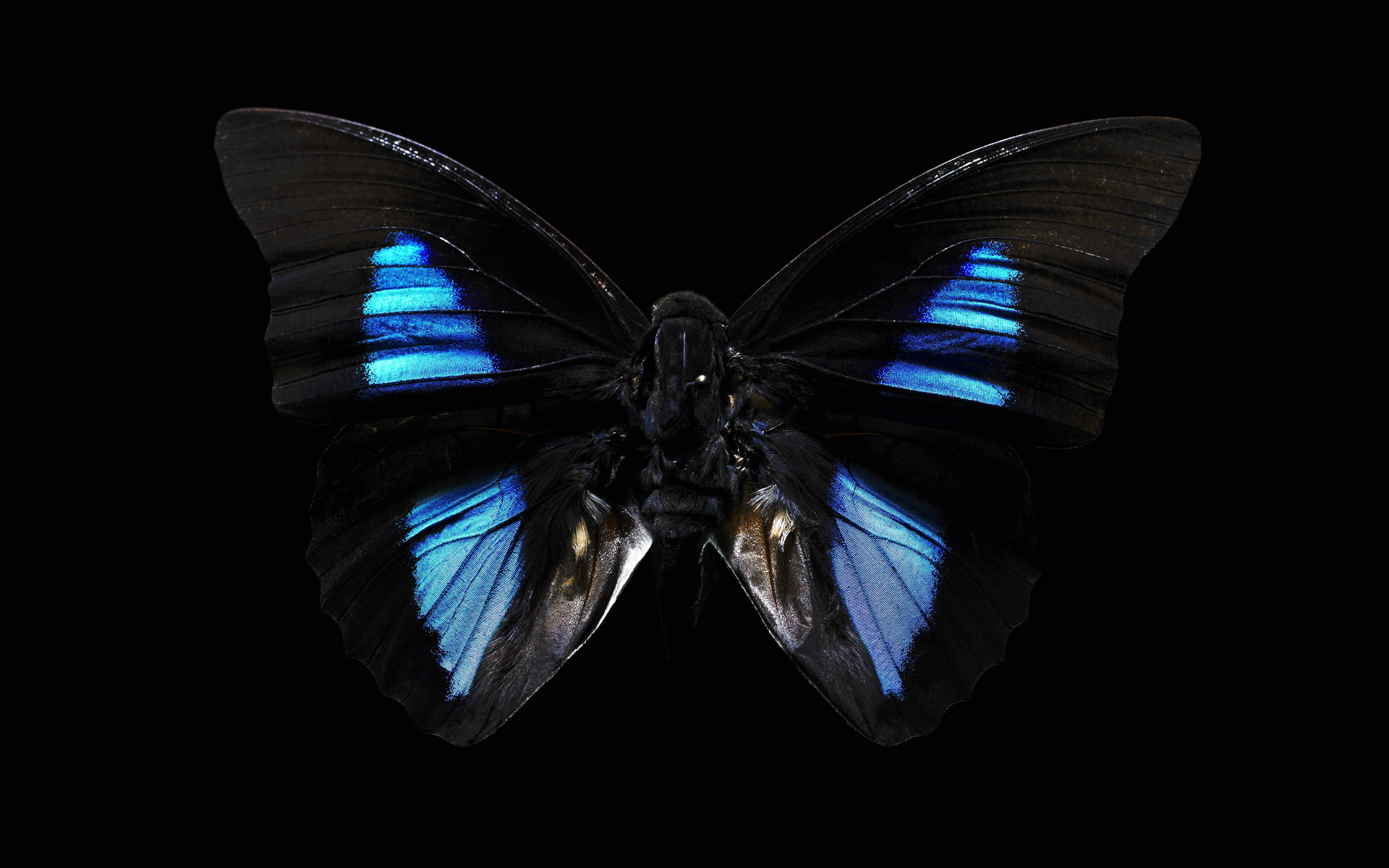 Laden Sie das Tiere, Schmetterlinge-Bild kostenlos auf Ihren PC-Desktop herunter