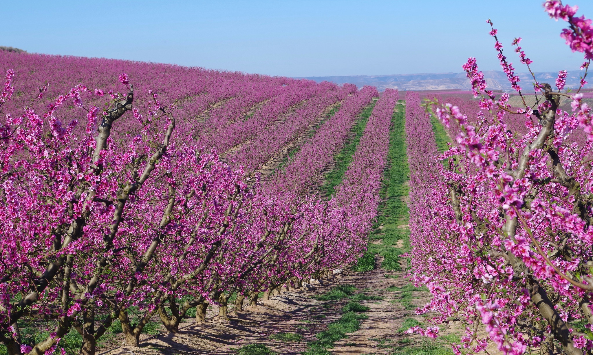 PCデスクトップに自然, フラワーズ, 花, 地球, 春, 分野, ピンクの花画像を無料でダウンロード