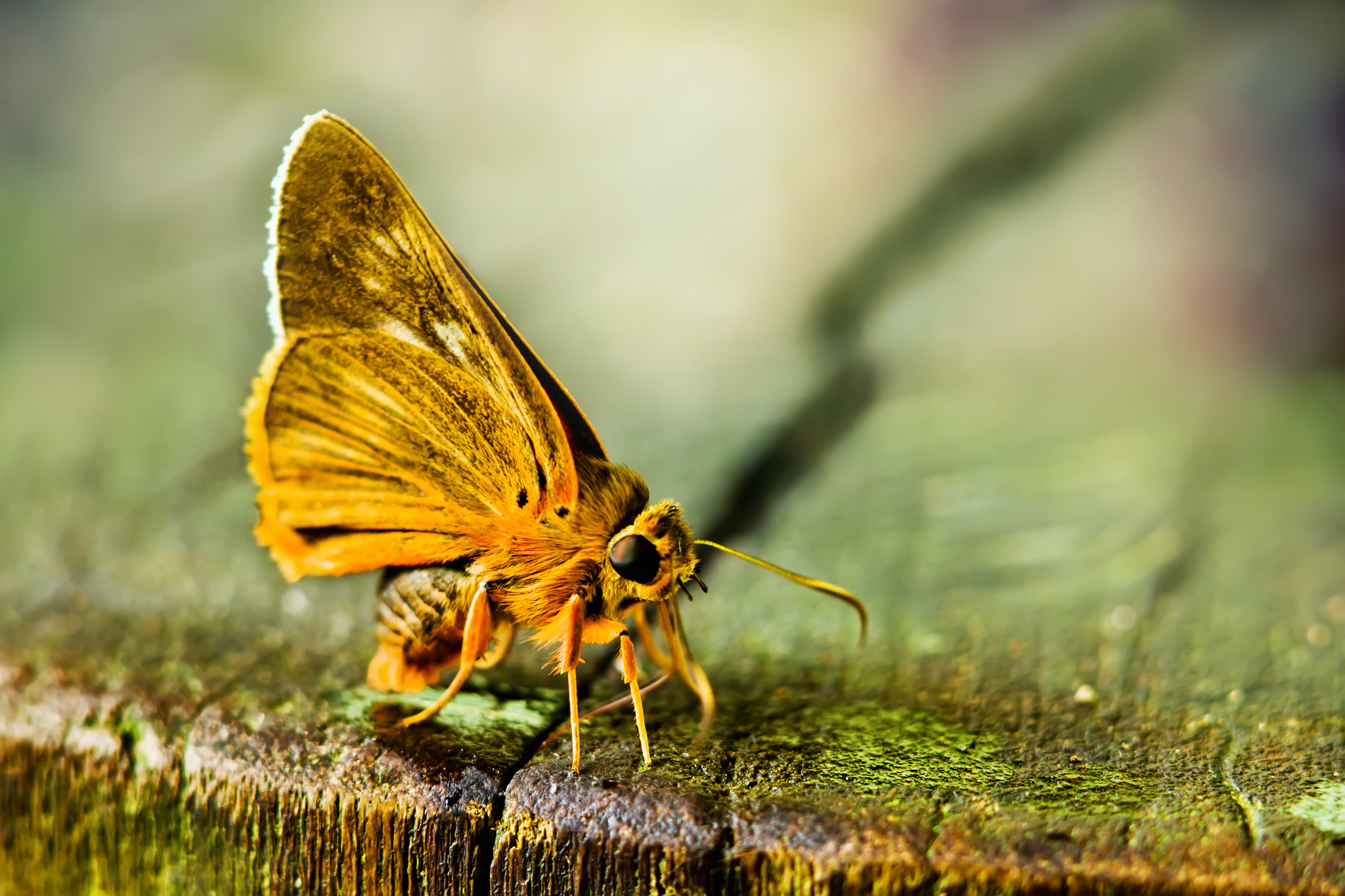 Descarga gratuita de fondo de pantalla para móvil de Animales, Mariposa.