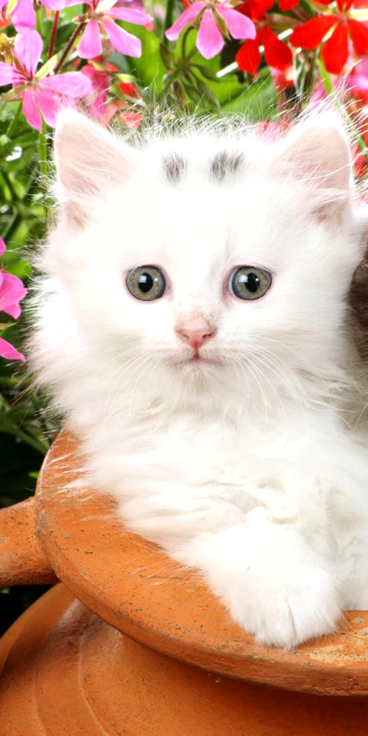 Download mobile wallpaper Cats, Cat, Fluffy, Kitten, Animal for free.