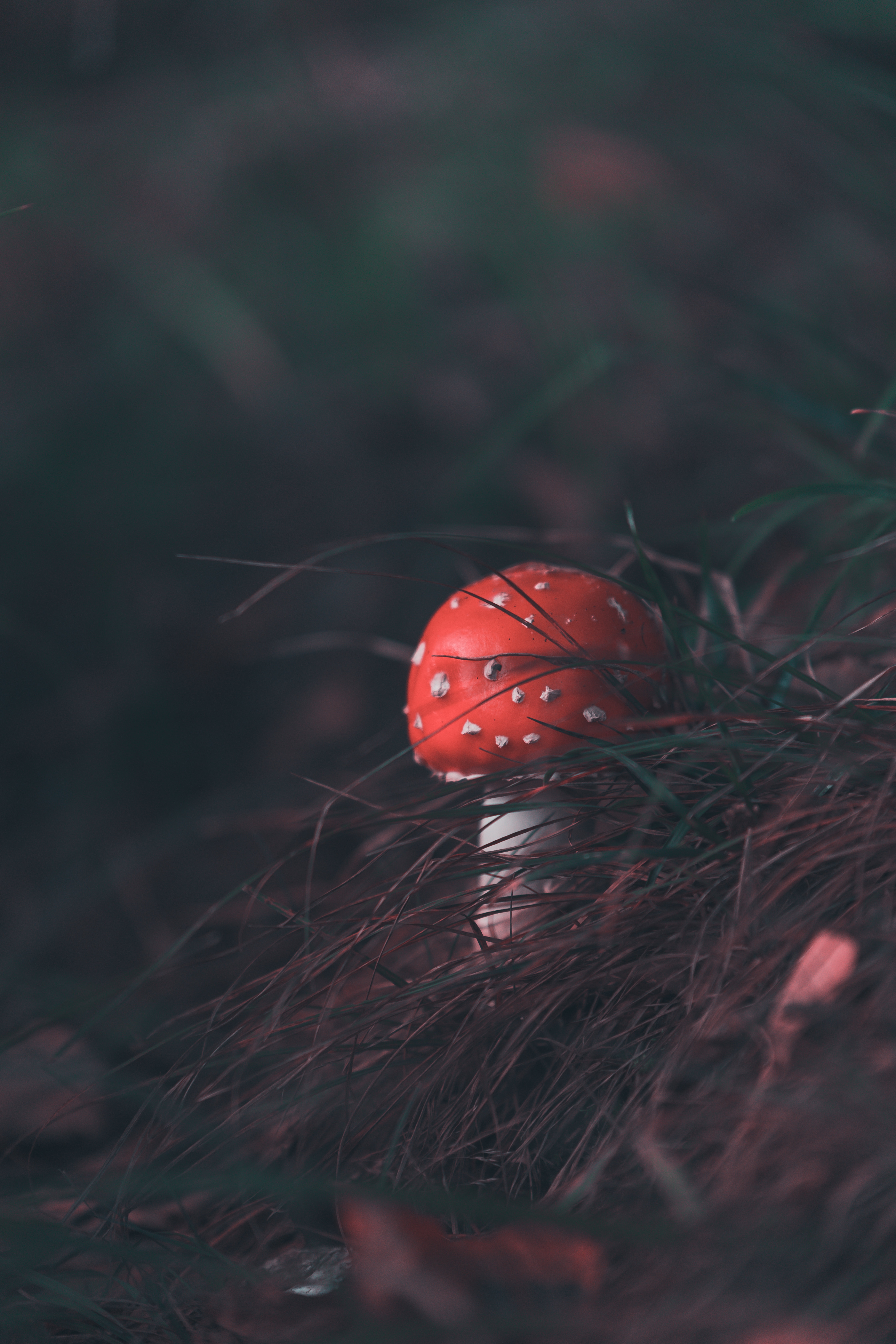mushroom, smooth, nature, grass, blur, fly agaric Full HD
