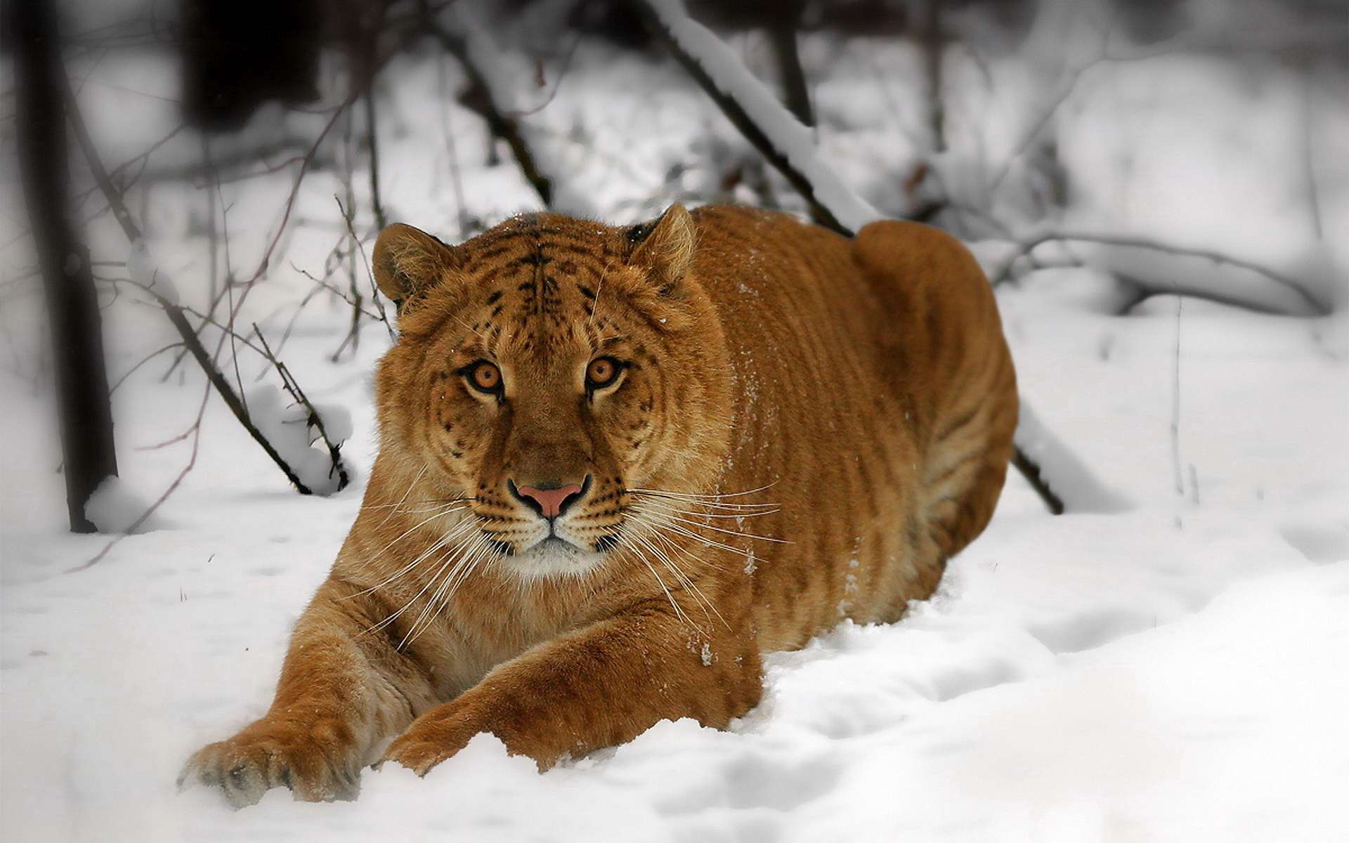 Téléchargez gratuitement l'image Animaux, Chats, Tigre sur le bureau de votre PC