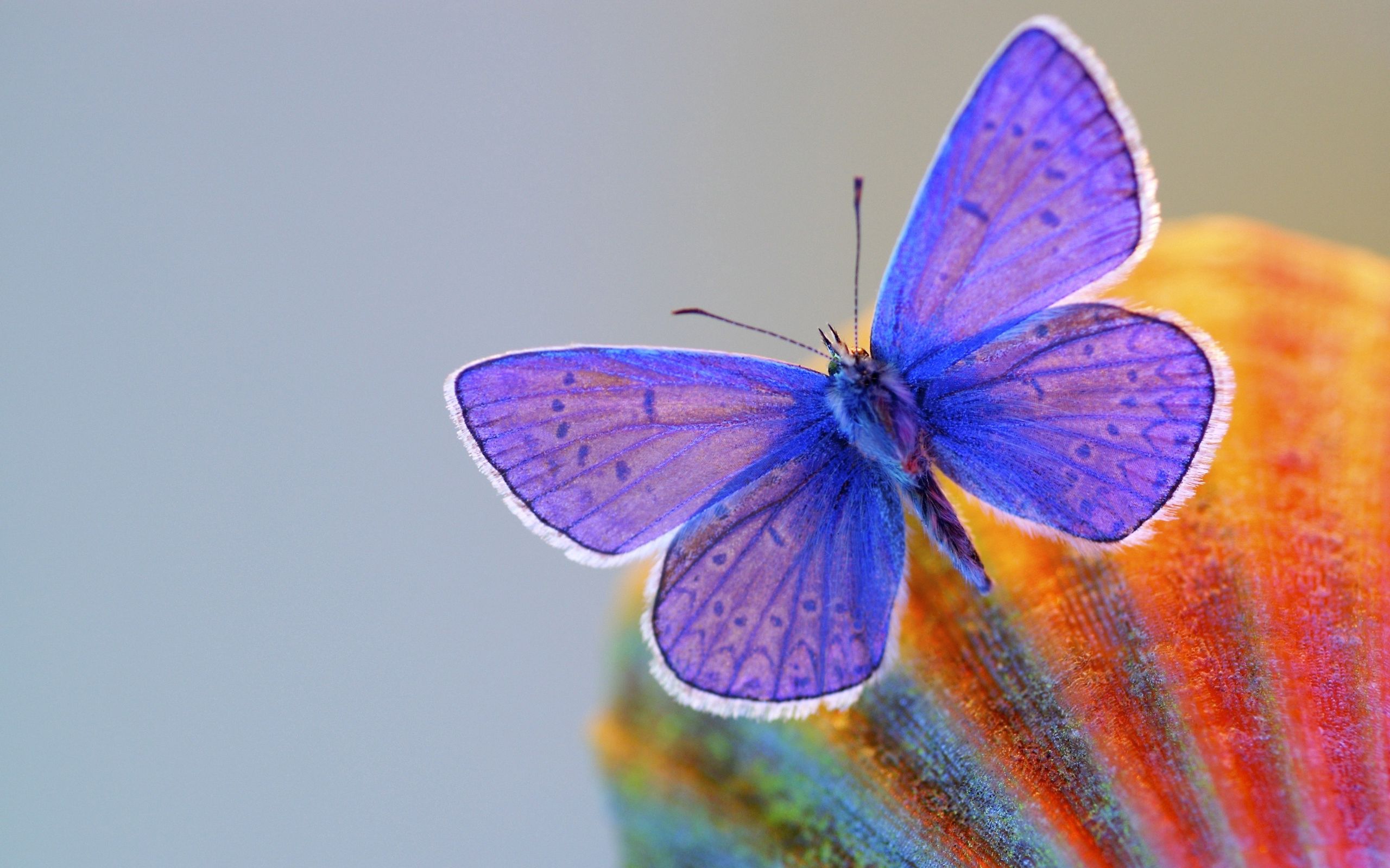 無料モバイル壁紙昆虫, 大きい, マクロ, バタフライ, 翼, 蝶をダウンロードします。