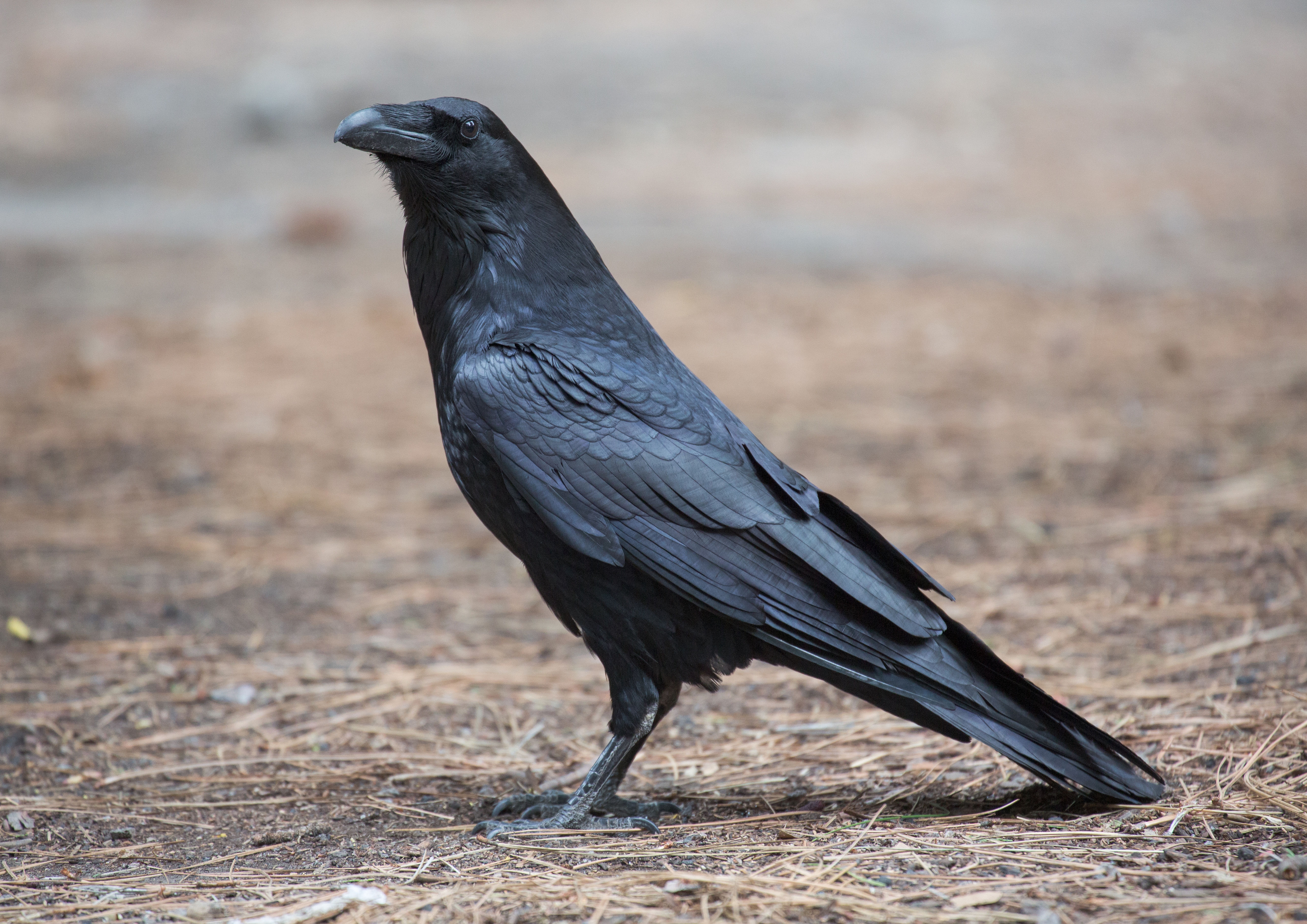 Laden Sie das Vögel, Tiere, Rabe-Bild kostenlos auf Ihren PC-Desktop herunter