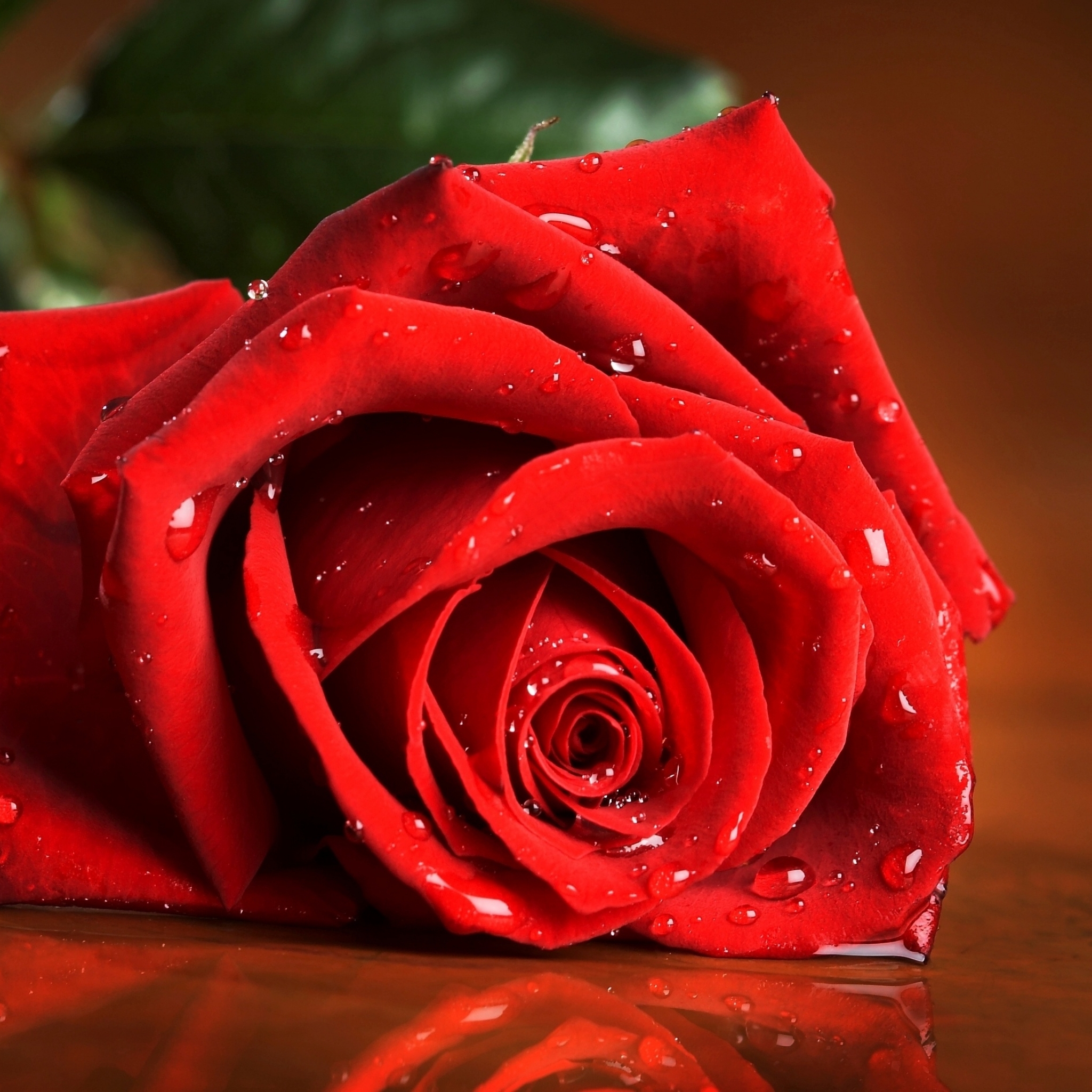 Free download wallpaper Nature, Flowers, Flower, Rose, Close Up, Earth, Red Rose, Red Flower on your PC desktop