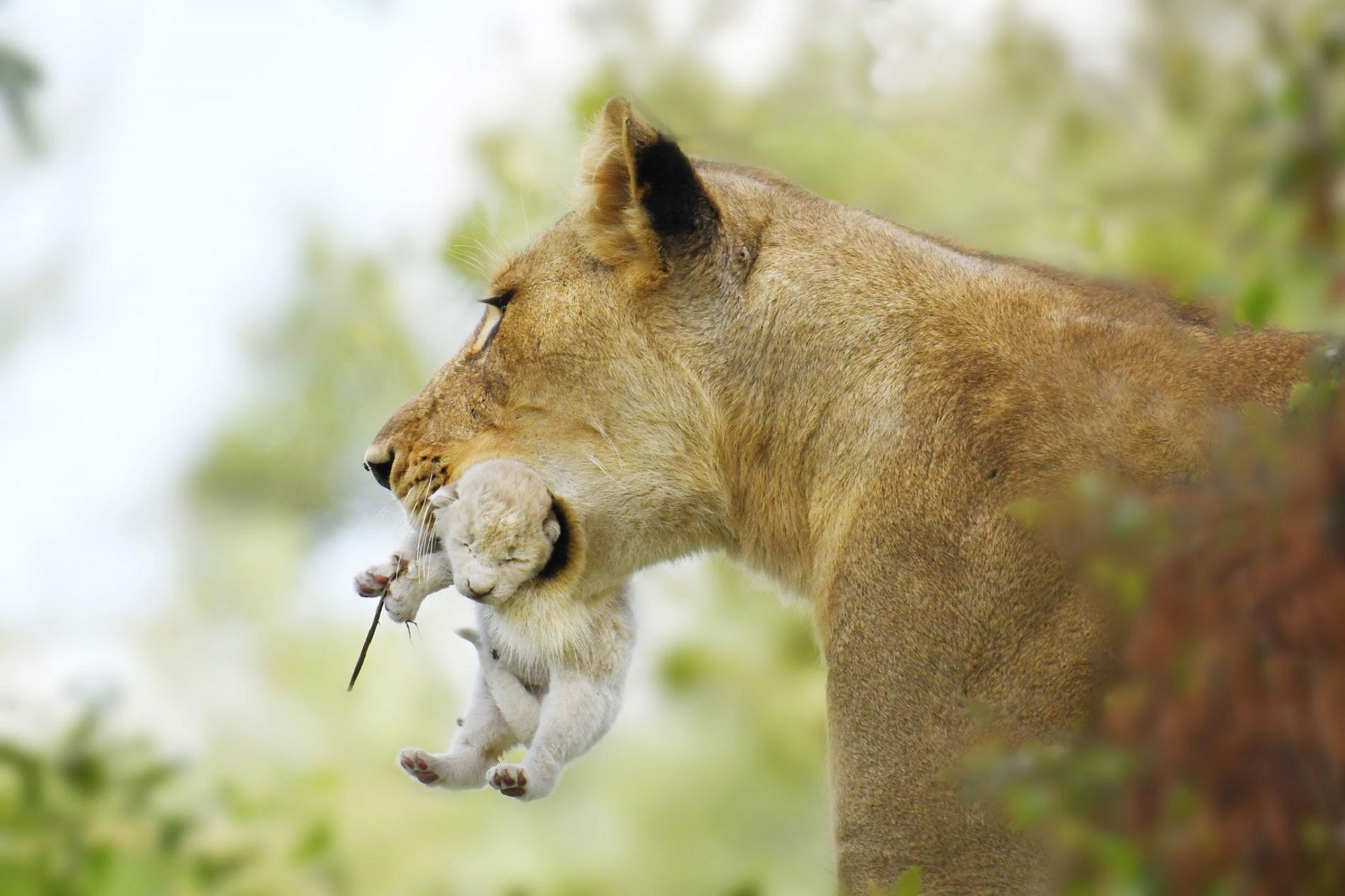 Laden Sie das Tiere, Katzen, Löwe, Tierbaby, Jungtier-Bild kostenlos auf Ihren PC-Desktop herunter