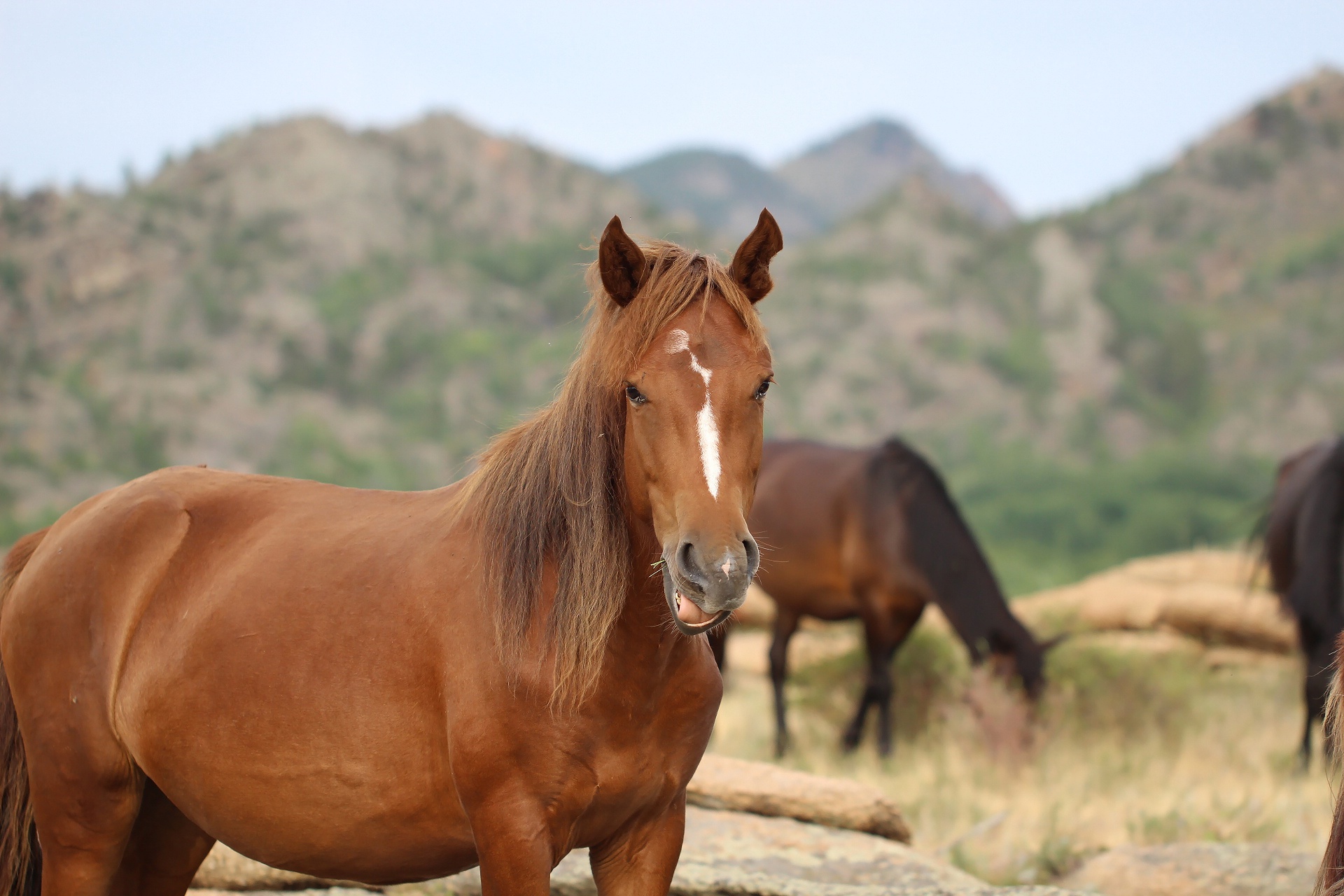 無料モバイル壁紙動物, 馬をダウンロードします。