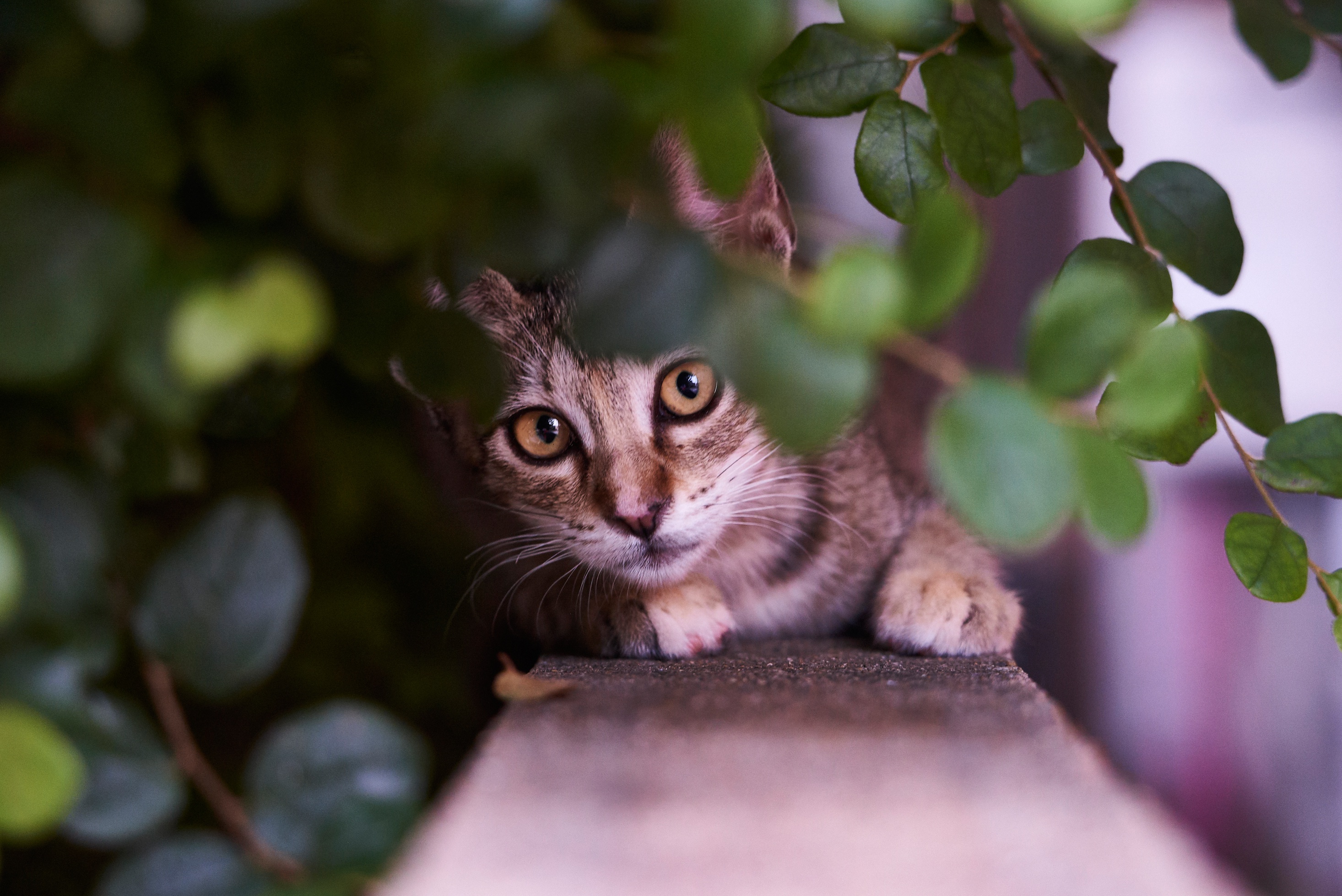 Descarga gratuita de fondo de pantalla para móvil de Animales, Gatos, Gato, Mirar Fijamente.