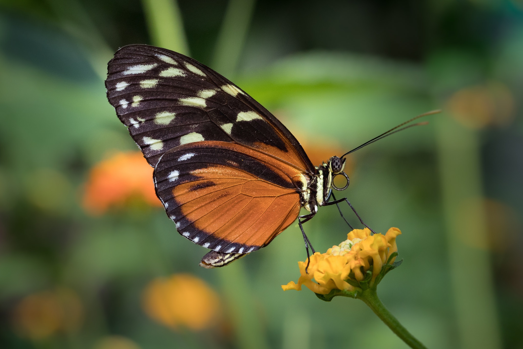 Free download wallpaper Macro, Insect, Butterfly, Animal on your PC desktop