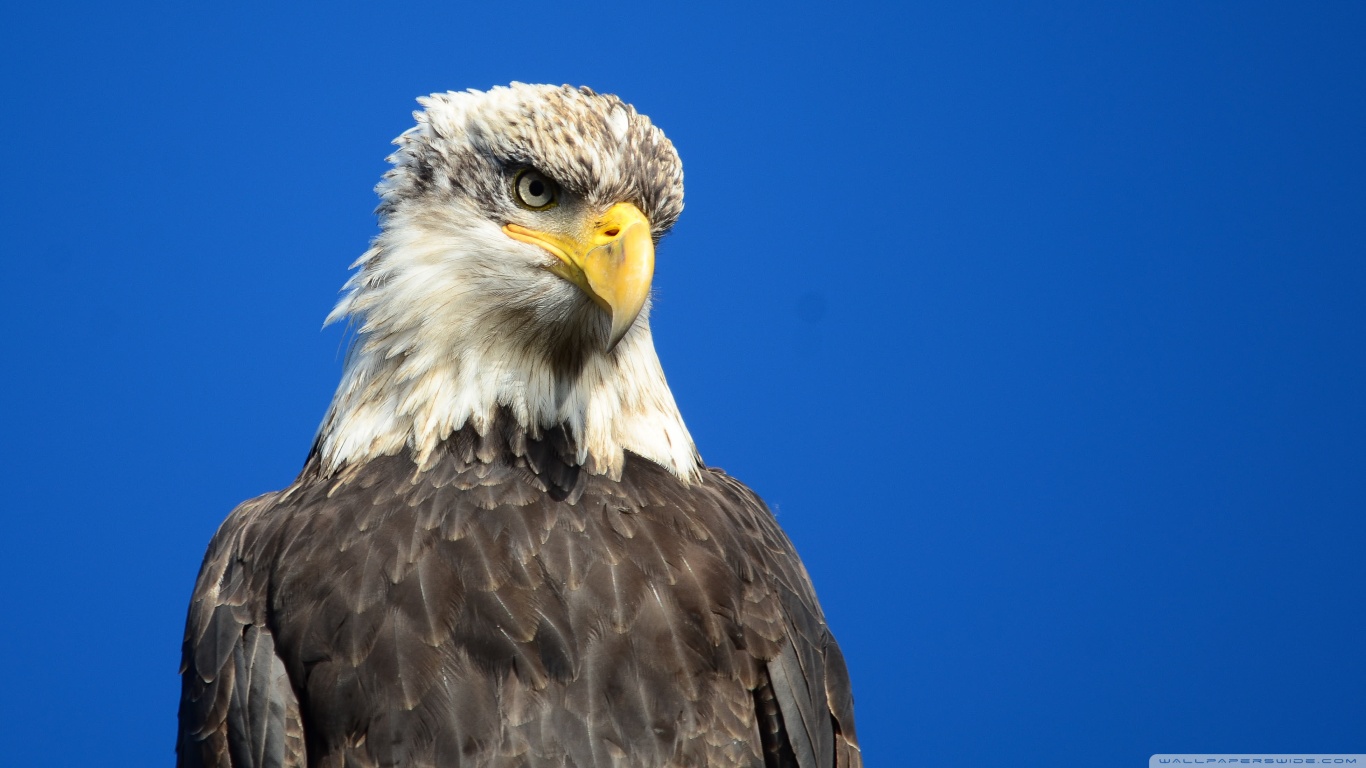 Handy-Wallpaper Weißkopfseeadler, Vogel, Vögel, Tiere kostenlos herunterladen.