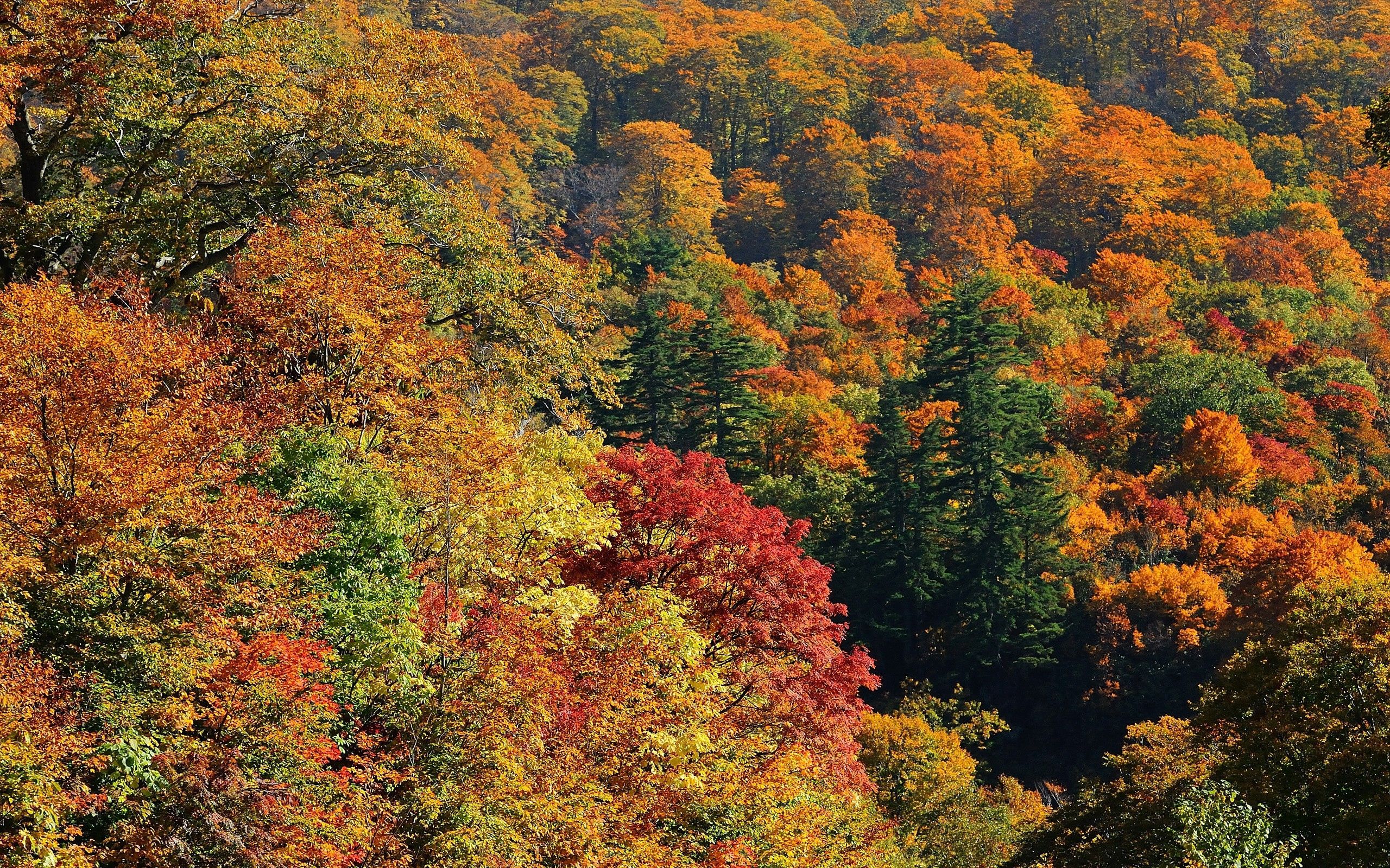 Скачать обои бесплатно Природа, Деревья, Вид Сверху, Осень картинка на рабочий стол ПК