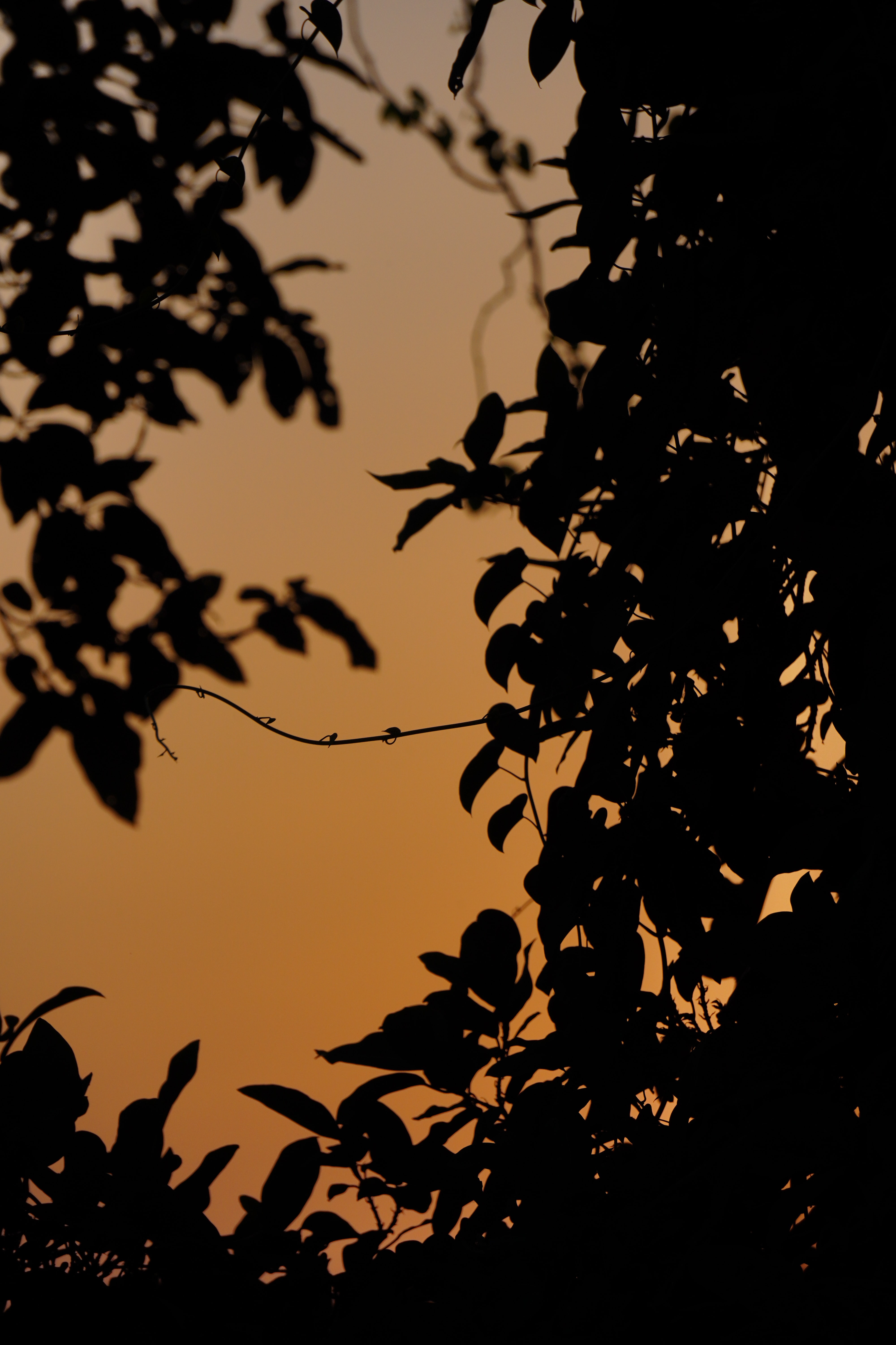 Download mobile wallpaper Branches, Leaves, Silhouette, Sunset, Dark for free.