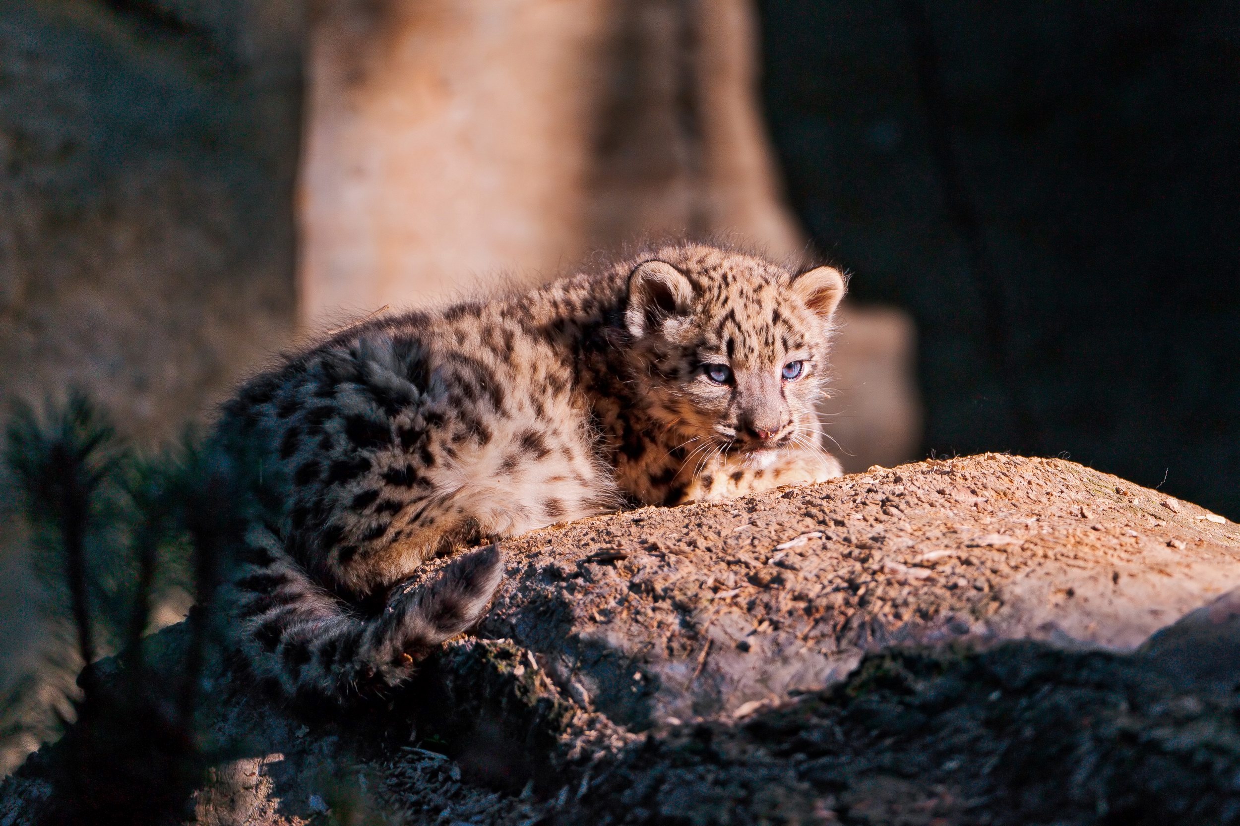 Laden Sie das Tiere, Katzen, Leopard-Bild kostenlos auf Ihren PC-Desktop herunter