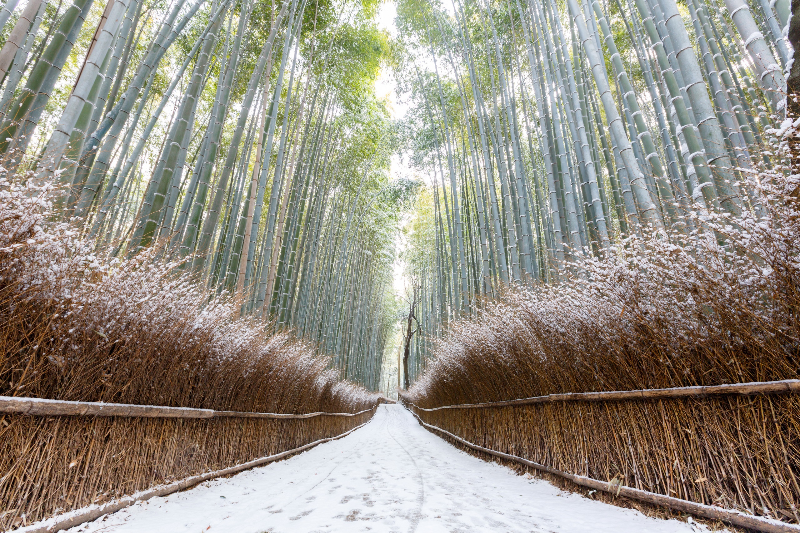 Free download wallpaper Winter, Nature, Earth, Path, Bamboo on your PC desktop