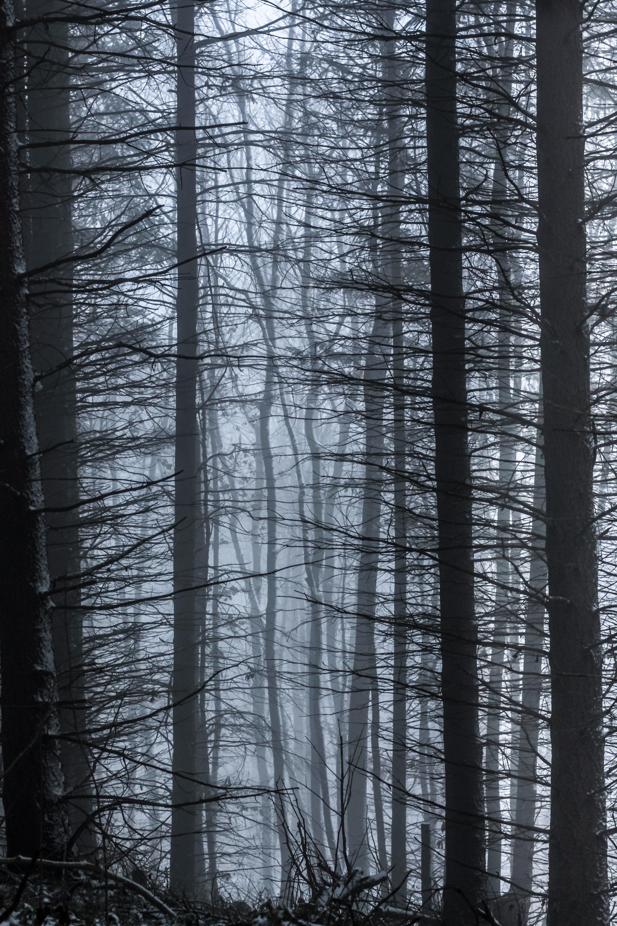 Free download wallpaper Trees, Forest, Branches, Nature, Fog on your PC desktop