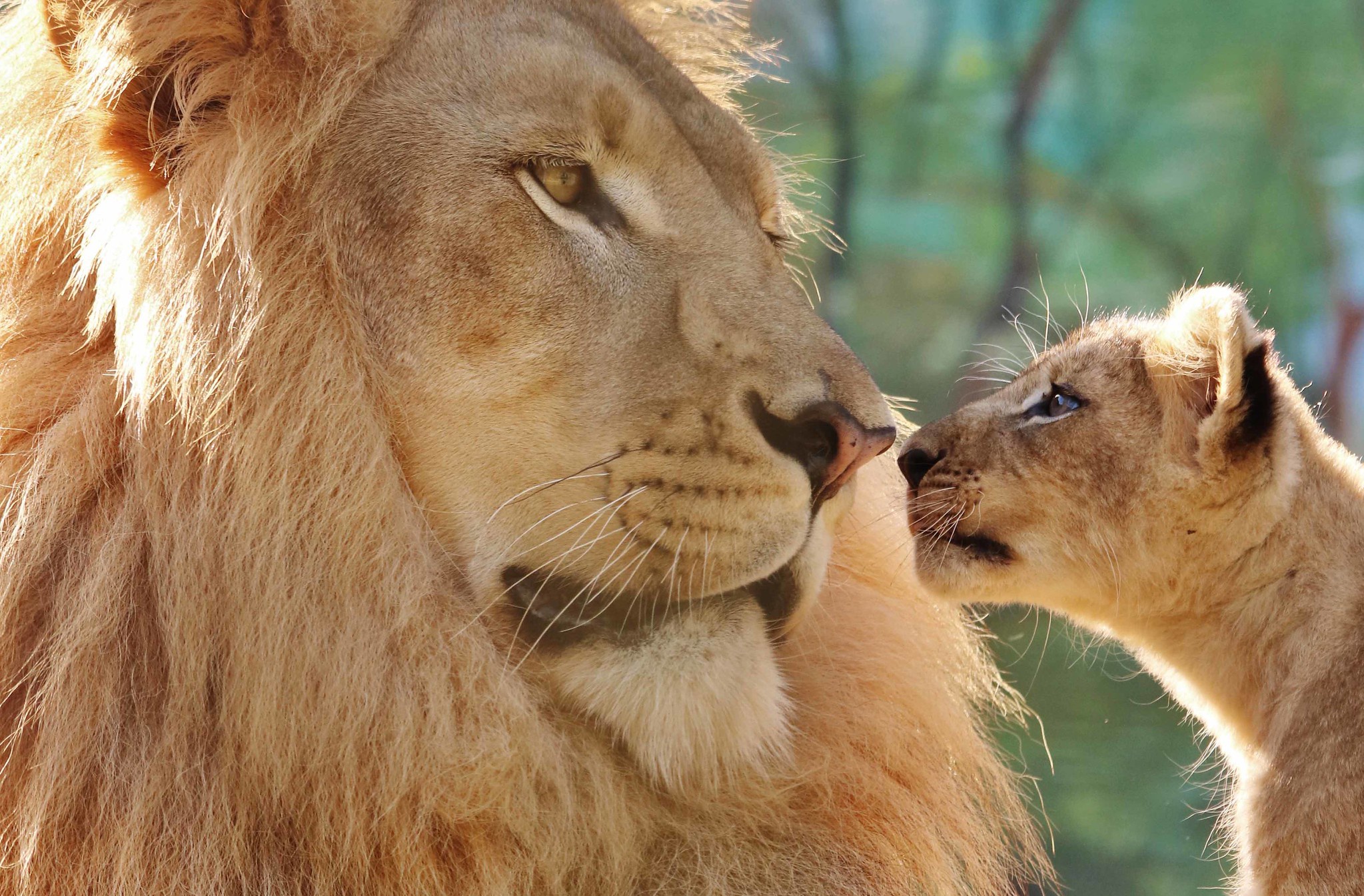 Descarga gratuita de fondo de pantalla para móvil de Animales, Gatos, León, Cachorro, Bebe Animal.