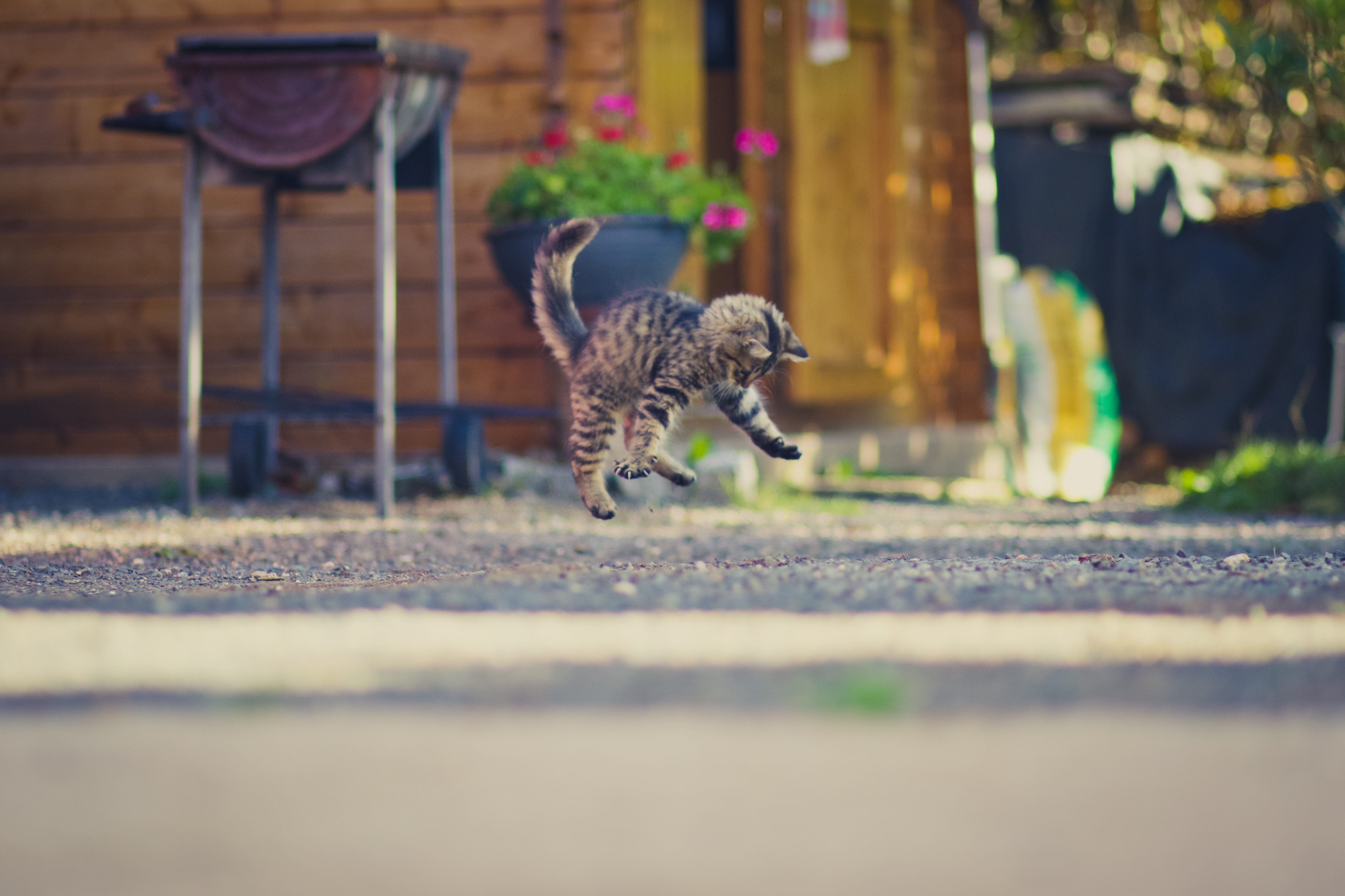 Download mobile wallpaper Cats, Cat, Kitten, Animal, Baby Animal, Depth Of Field for free.