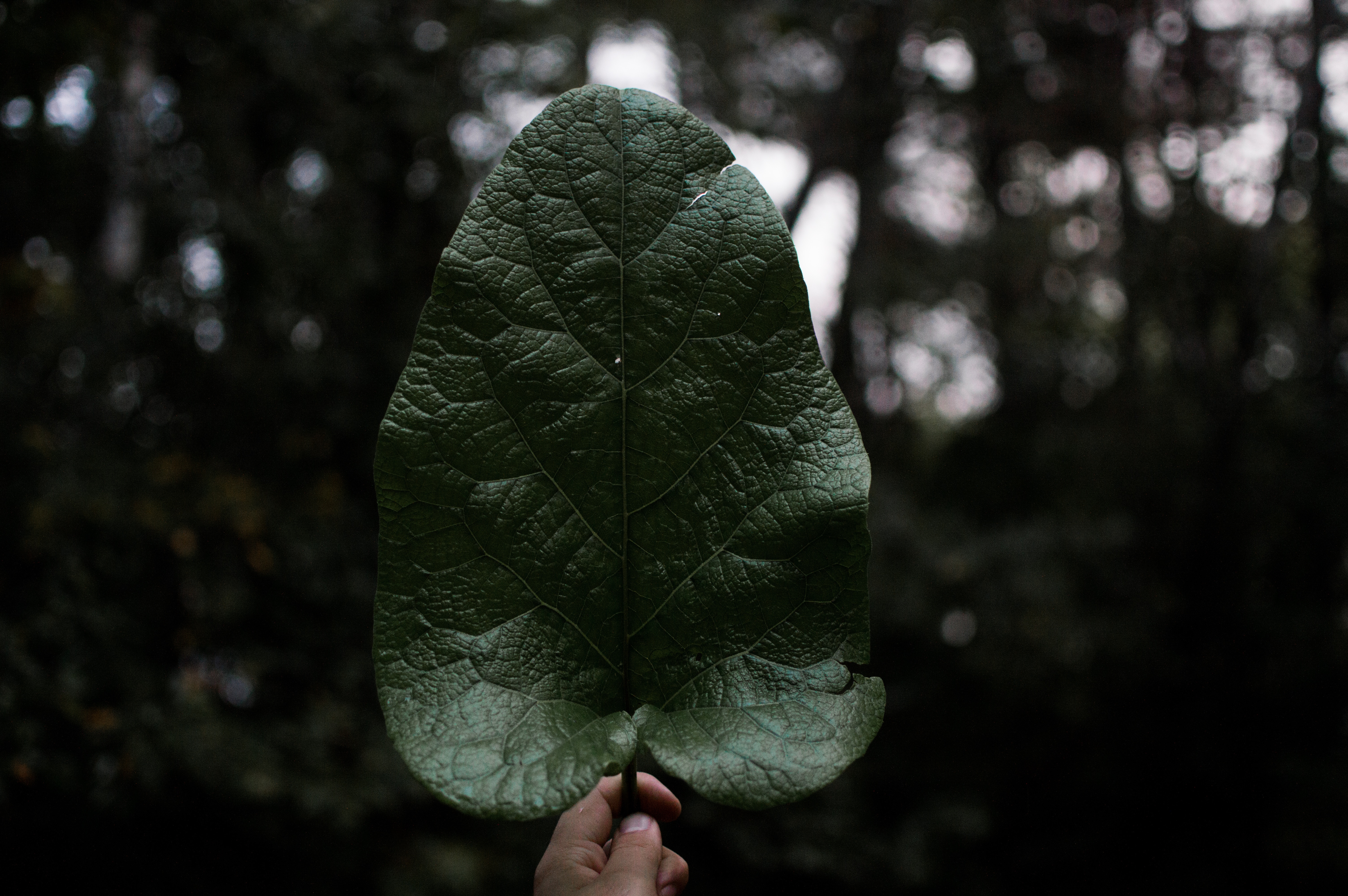 Handy-Wallpaper Hand, Natur, Pflanze, Blatt kostenlos herunterladen.